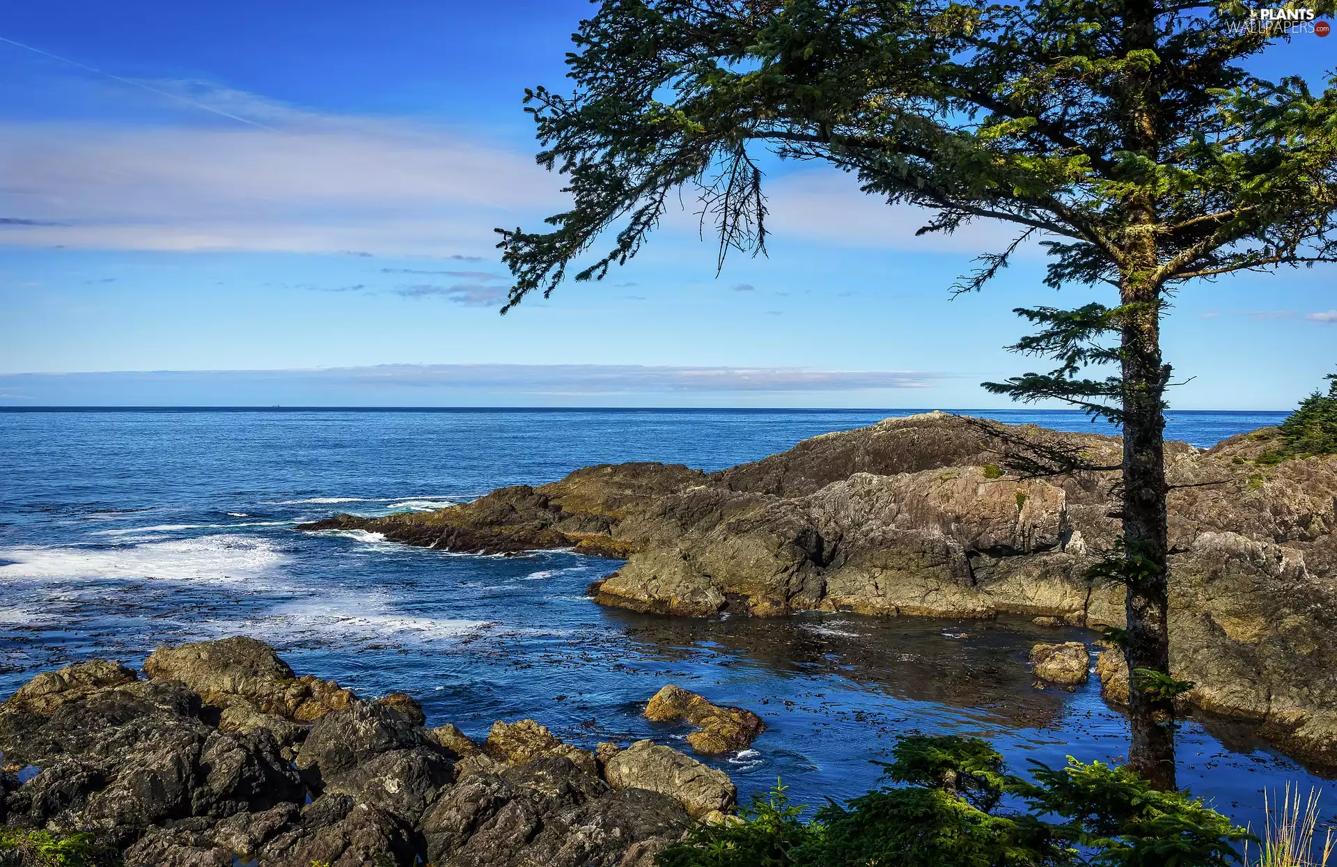 rocks, clouds, trees, pine, sea