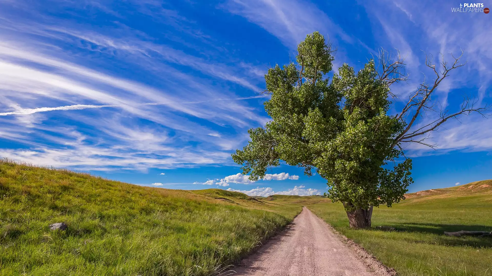 medows, Way, Sky, clouds, blue, trees