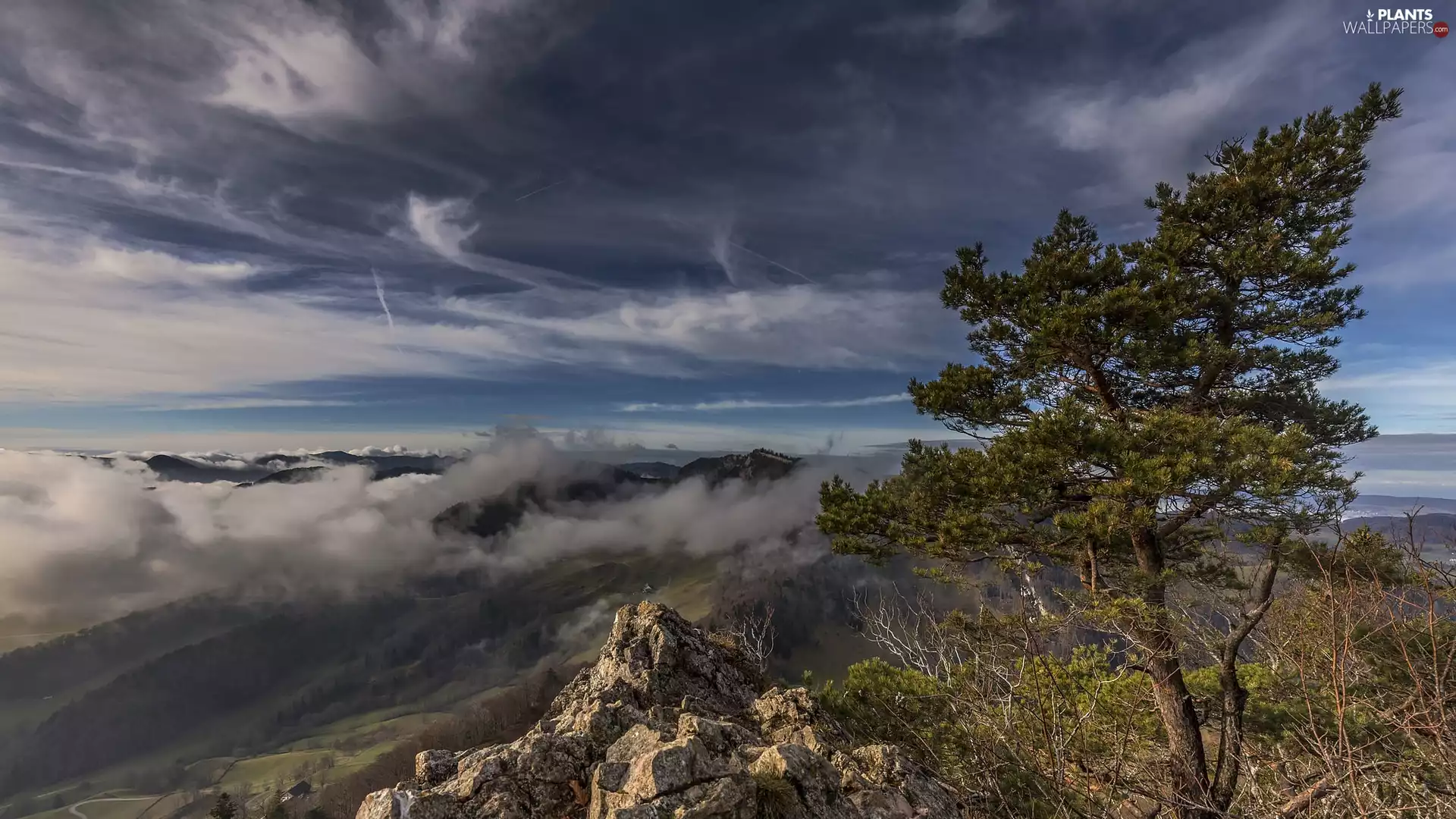 pine, rocks, Sky, clouds, Fog, trees