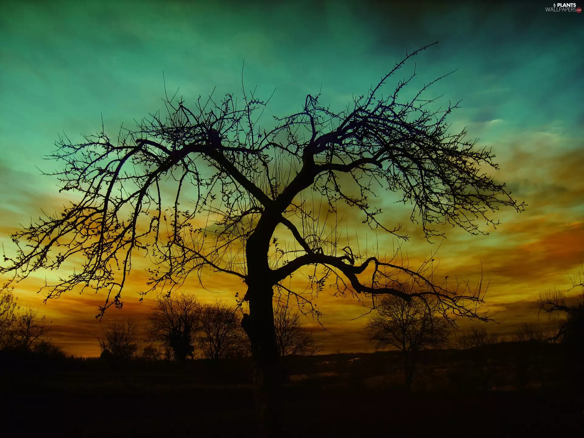 west, leafless, Sky, clouds, sun, trees