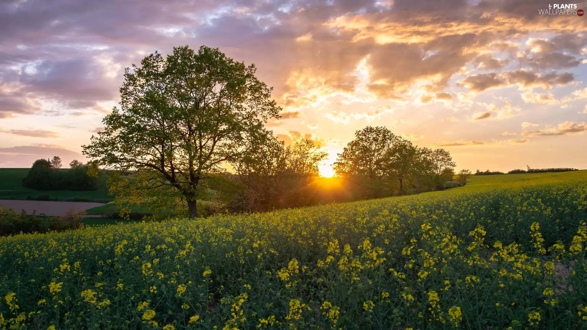 viewes, Field, Sunrise, clouds, rape, trees