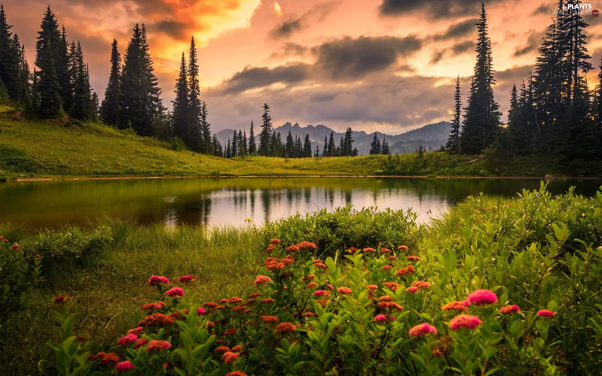 clouds, Great Sunsets, Mountains, lake, viewes, Spruces, forest, trees, Flowers