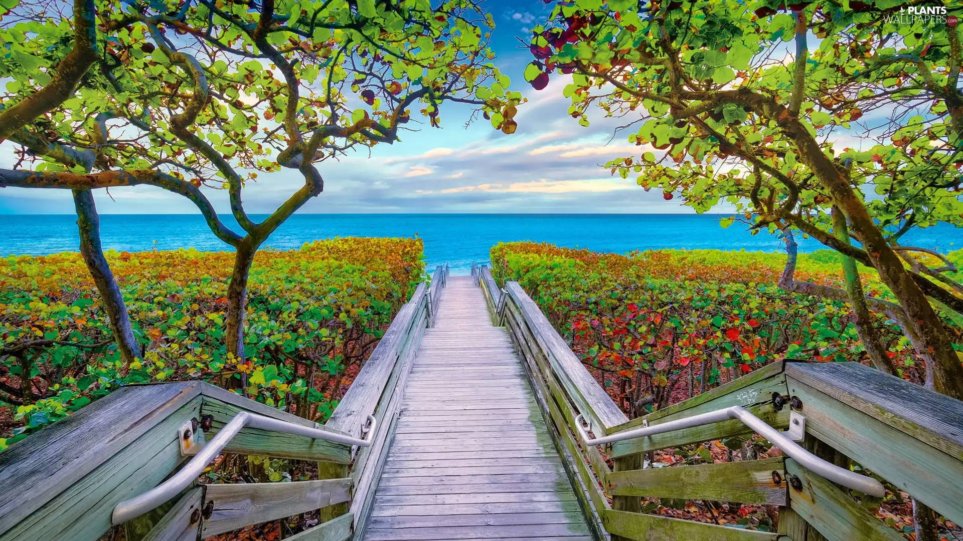 viewes, sea, VEGETATION, clouds, Platform, trees