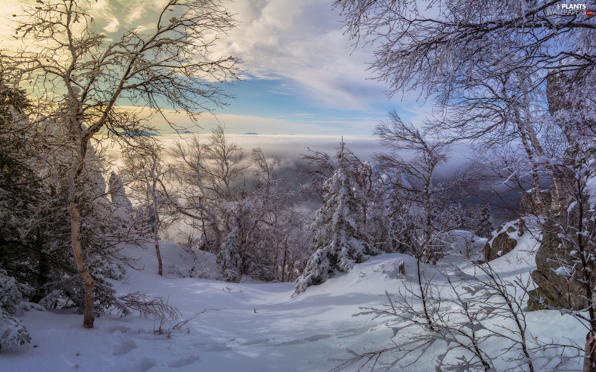 Fog, clouds, trees, viewes, winter