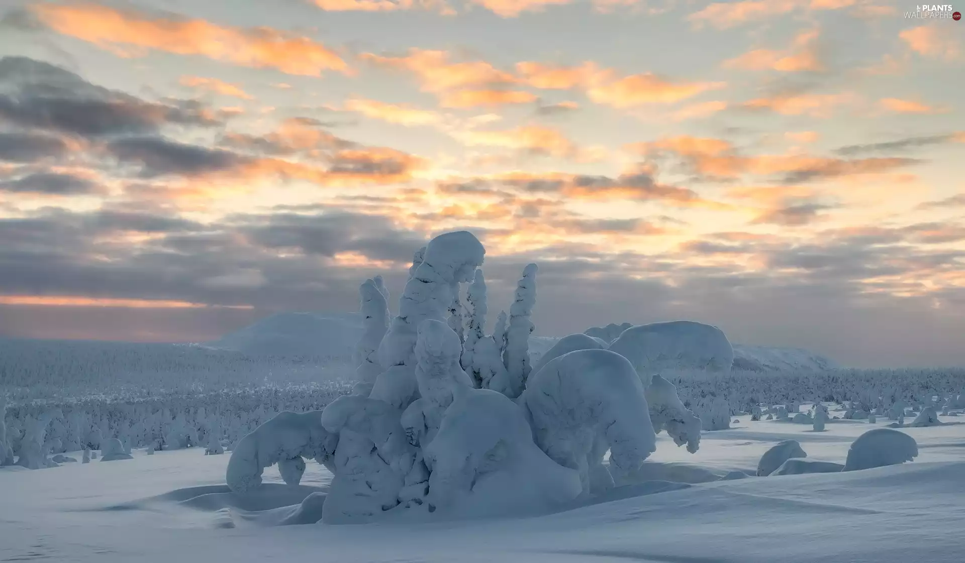 Sky, clouds, trees, viewes, winter