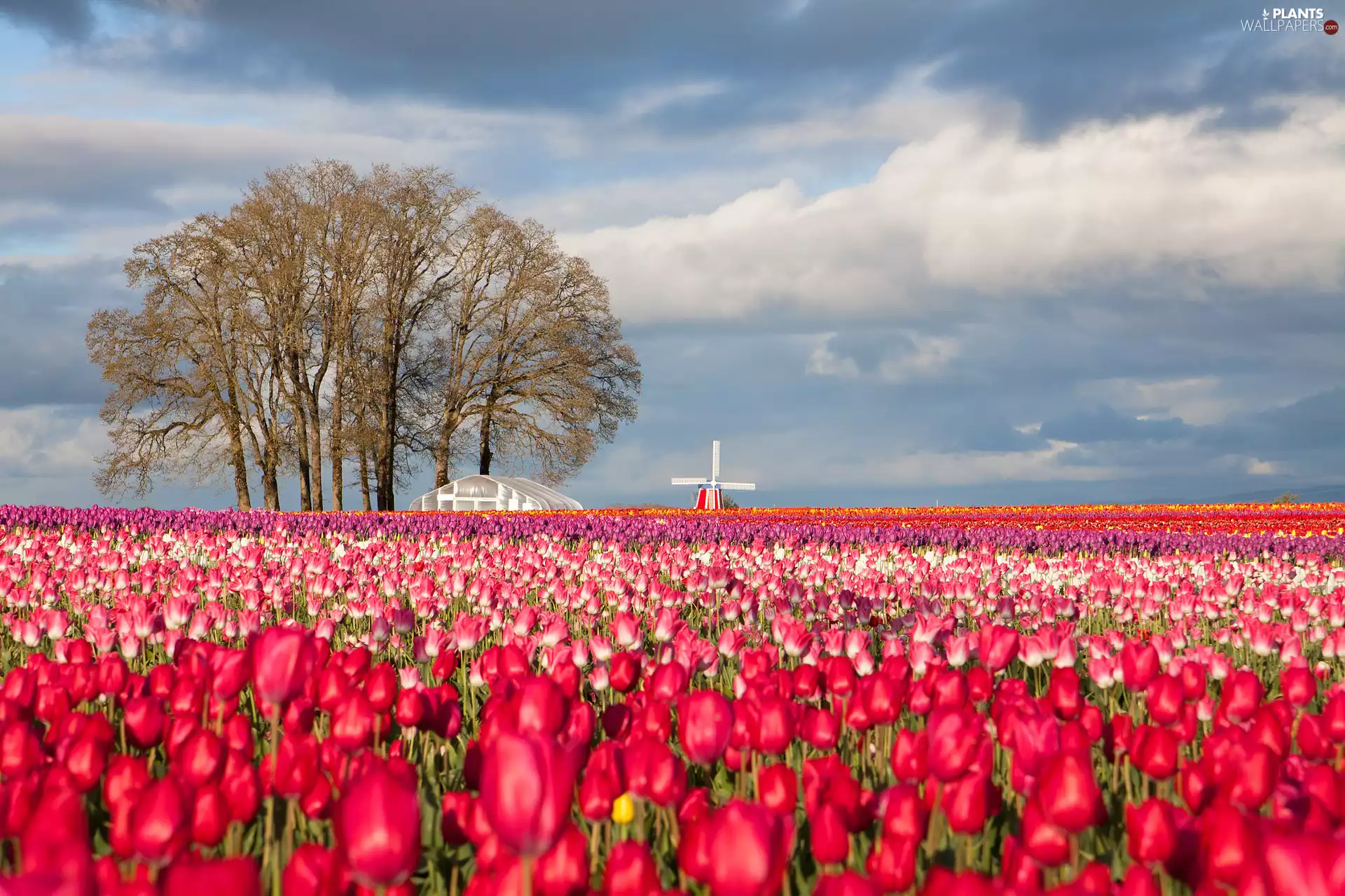 trees, plantation, Windmill, clouds, viewes, Tulips