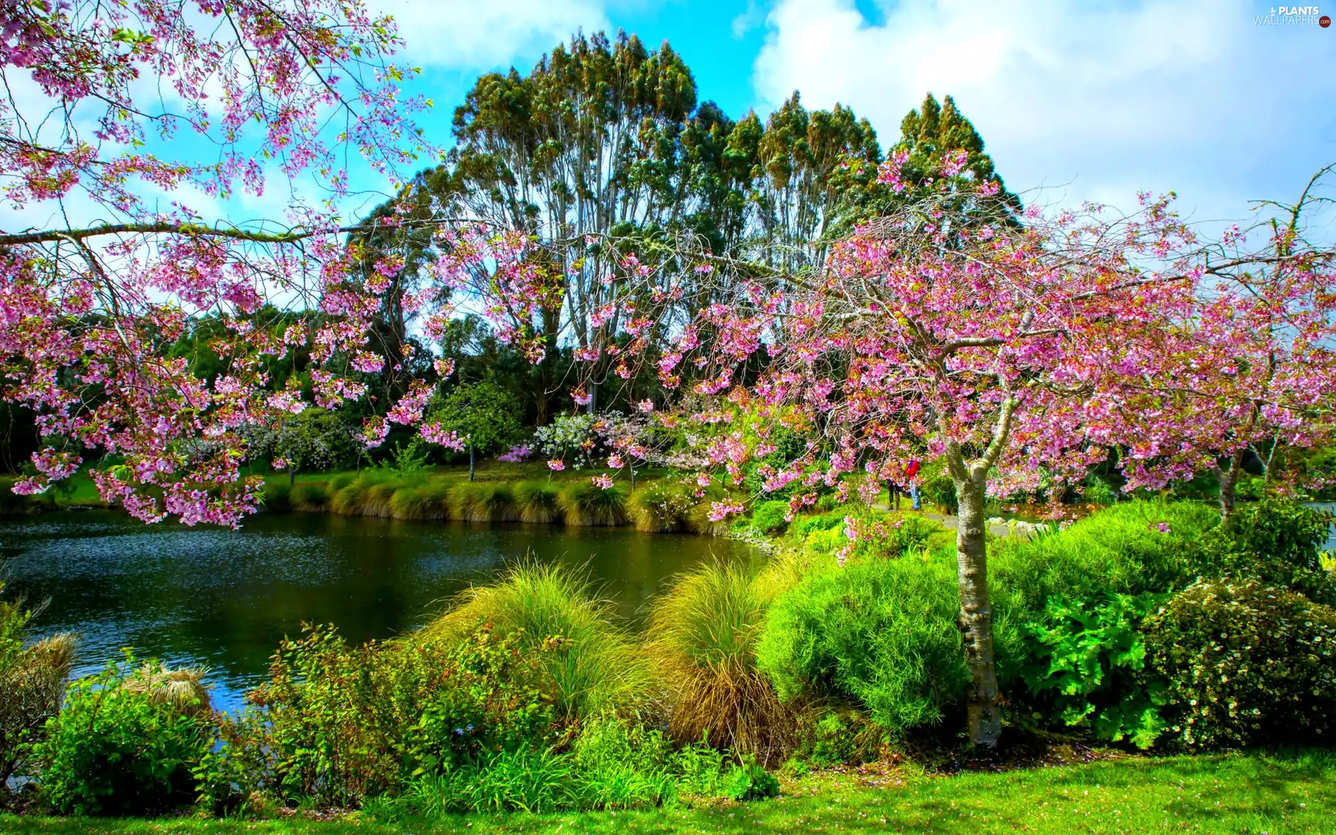 flourishing, Park, viewes, Pond - car, Spring, trees, clouds