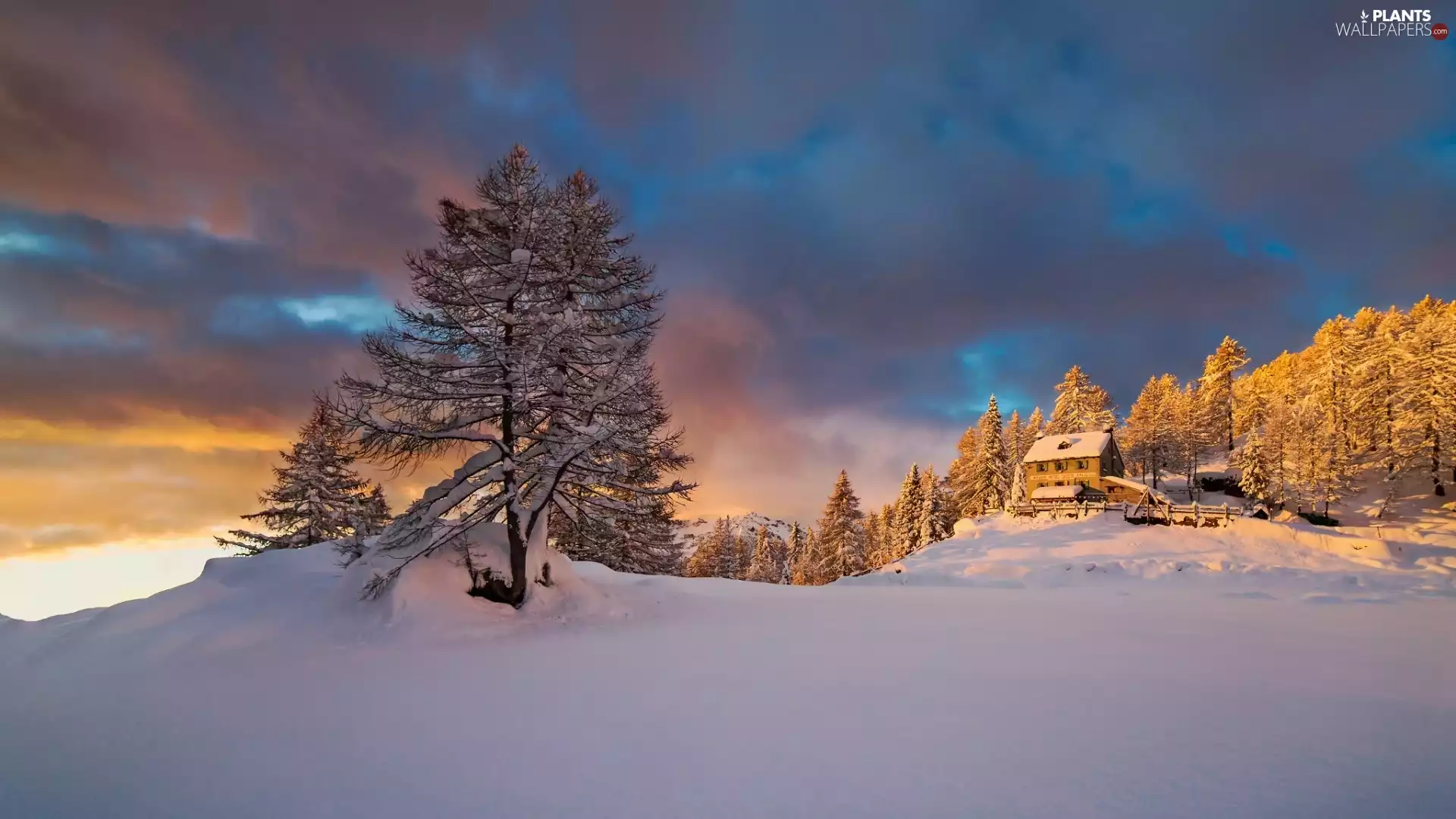 forest, Sky, viewes, clouds, winter, trees, Home