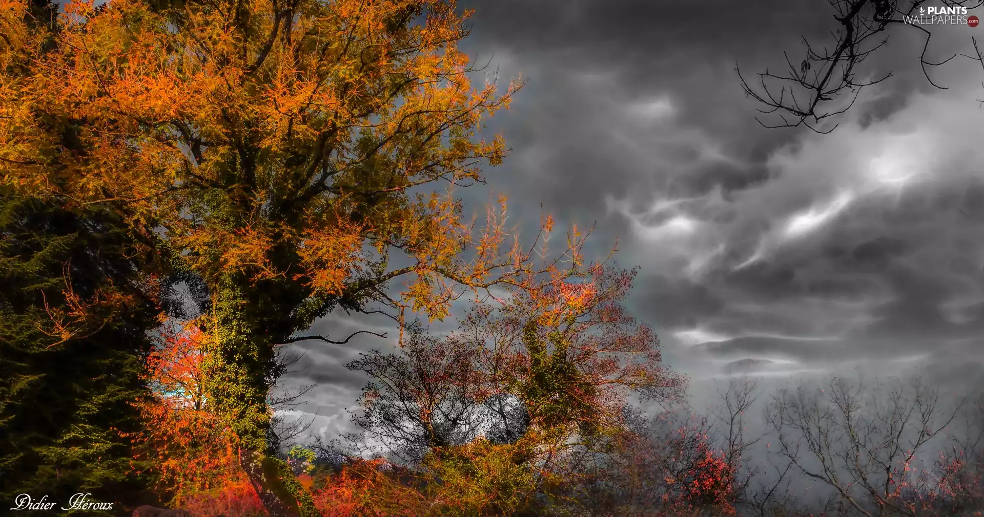 dark, clouds, viewes, autumn, trees