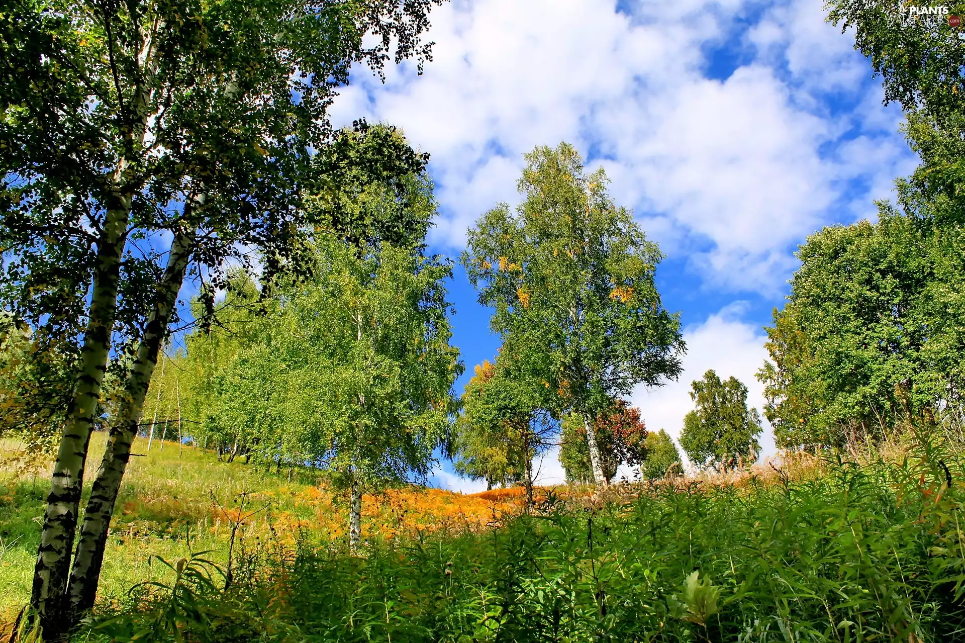 Meadow, clouds, viewes, birch, trees