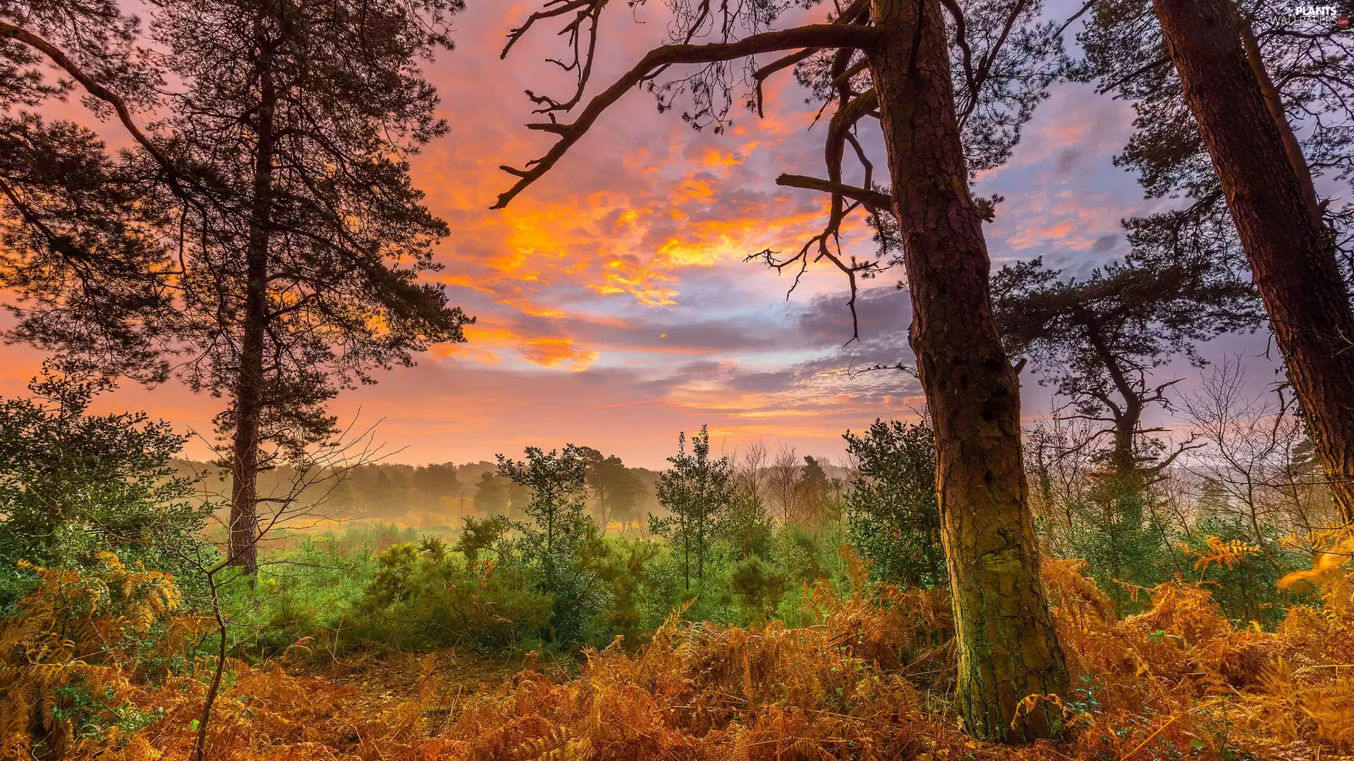 Sky, clouds, viewes, Bush, trees
