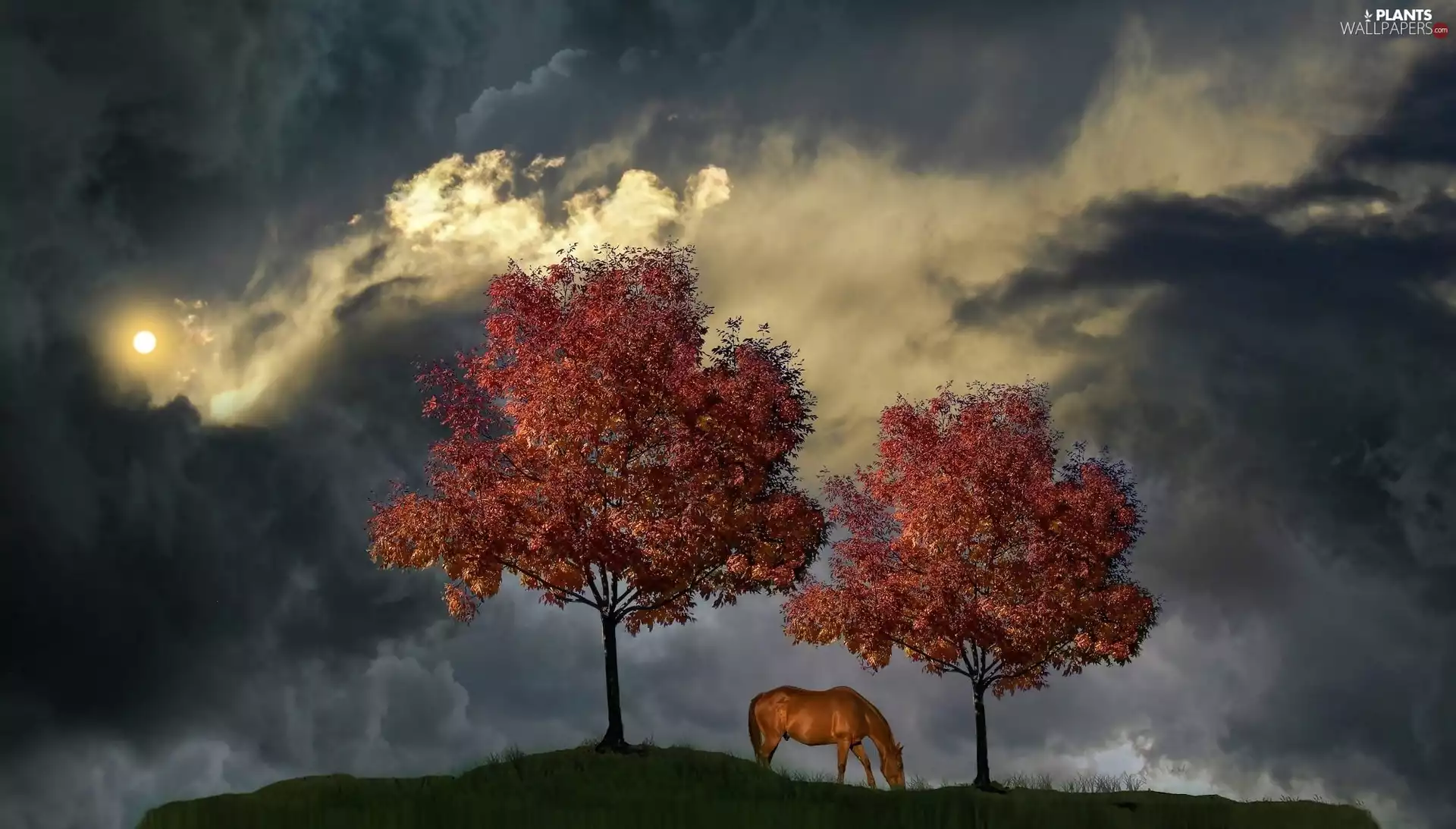 Sky, clouds, viewes, Horse, trees