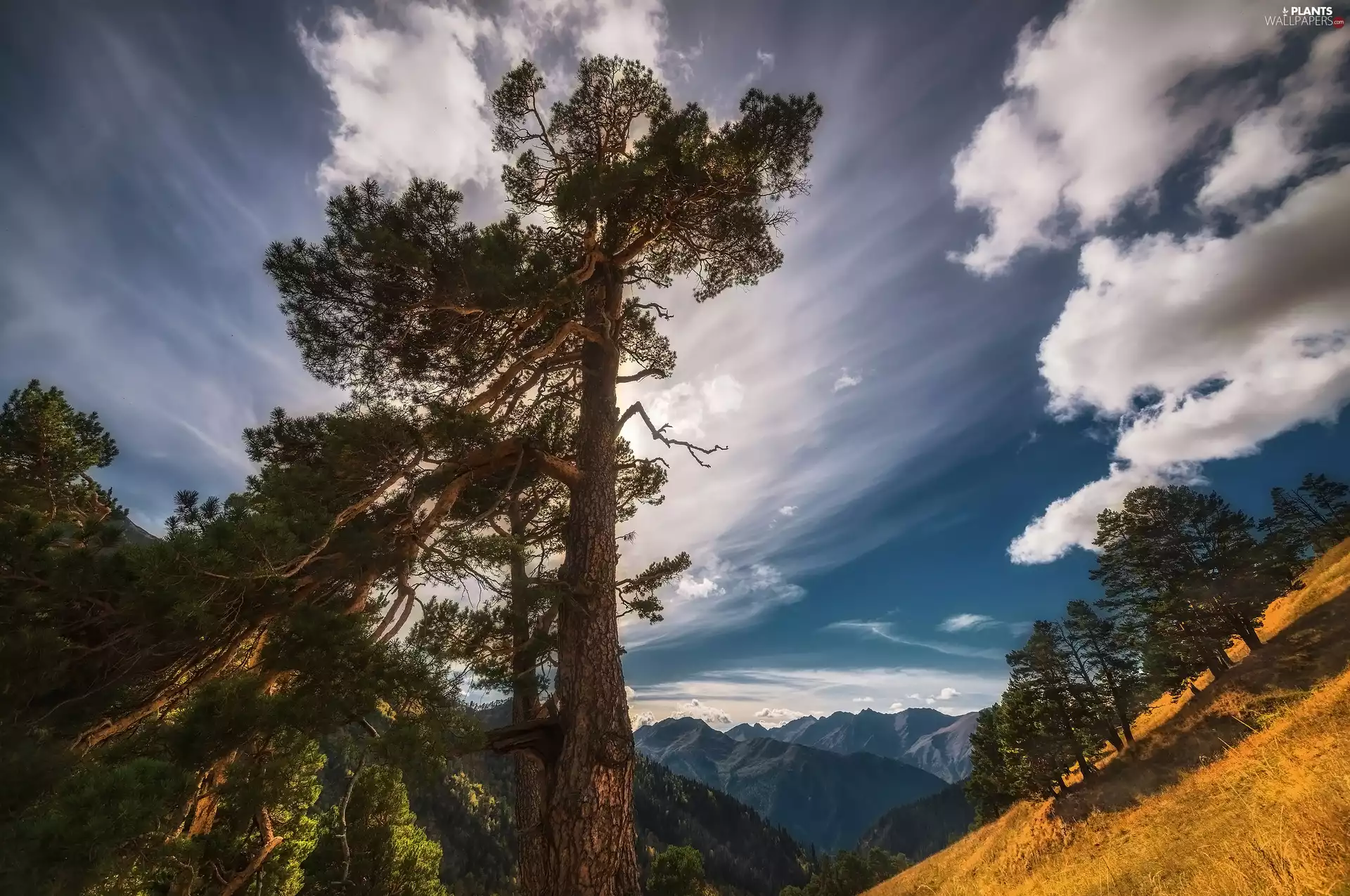grass, clouds, viewes, Mountains, trees