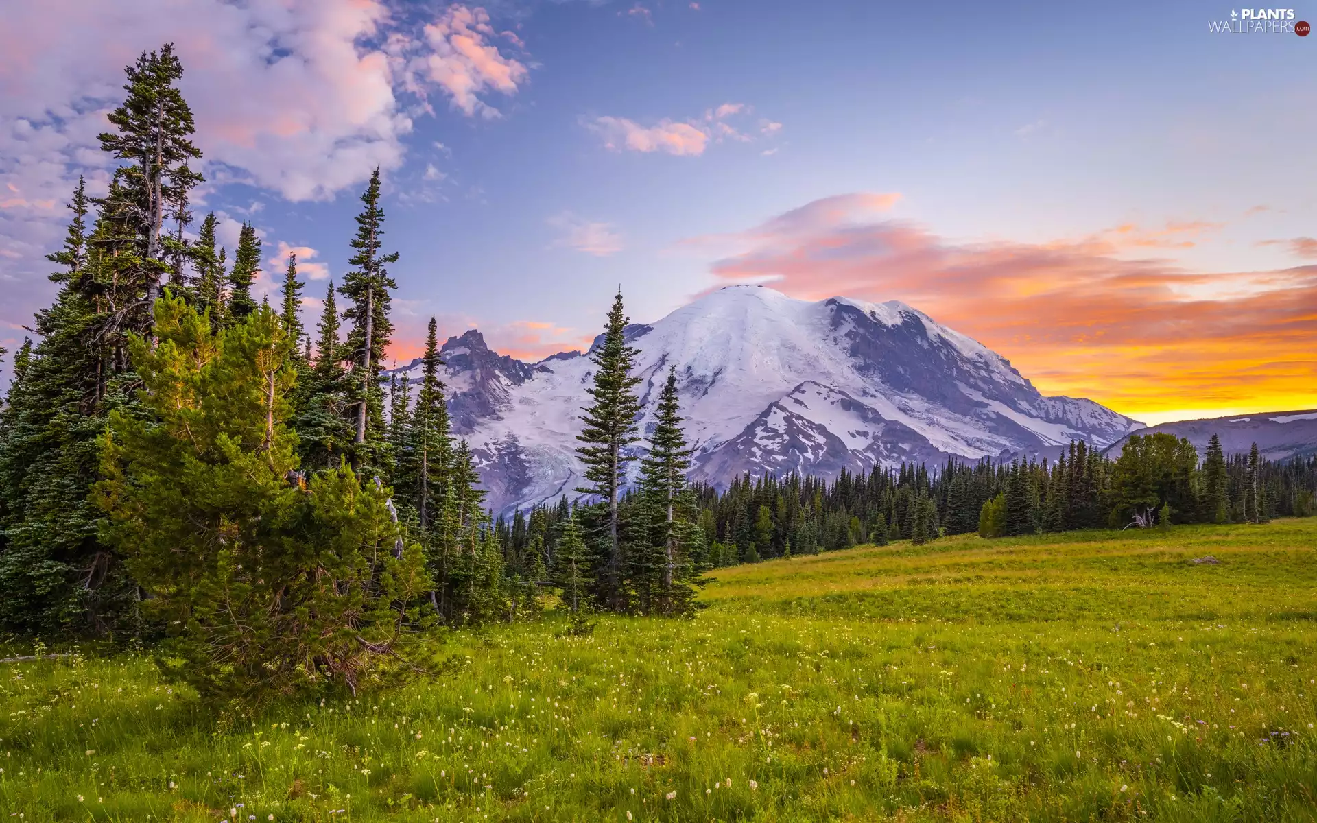 trees, Mount Rainier National Park, viewes, Meadow, Washington State, The United States, mountains, Mount Rainier Peak, clouds