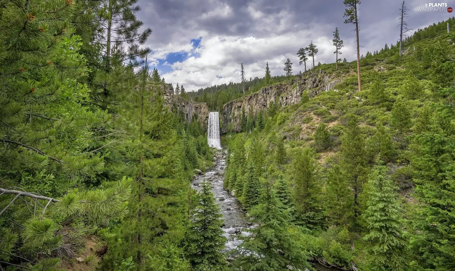 Spruces, clouds, waterfall, River, rocks