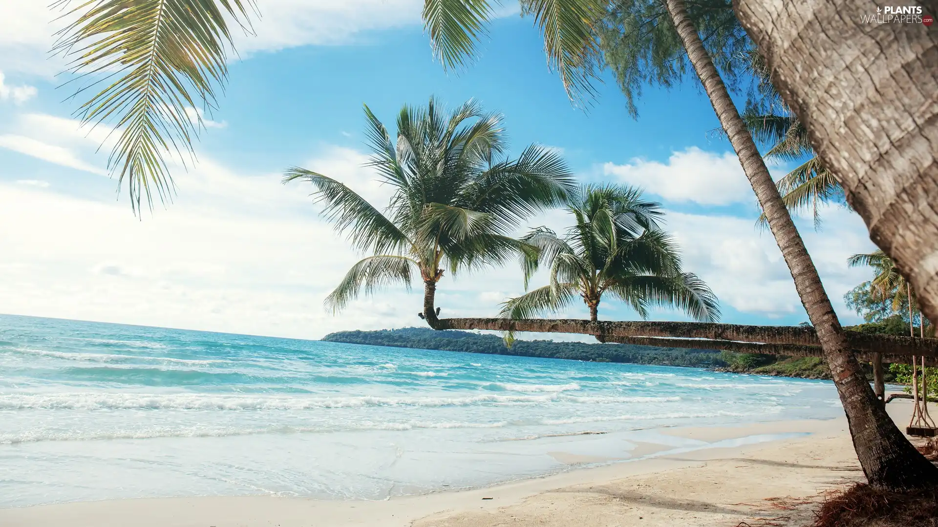 inclined, sea, Beaches, clouds, Palms, Waves