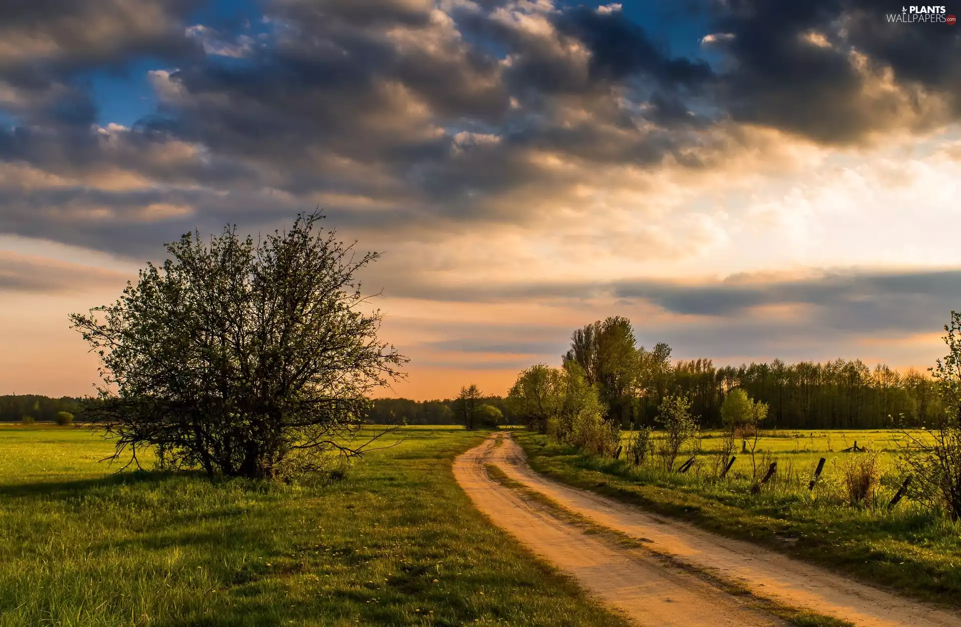 trees, rural, dark, clouds, viewes, Way