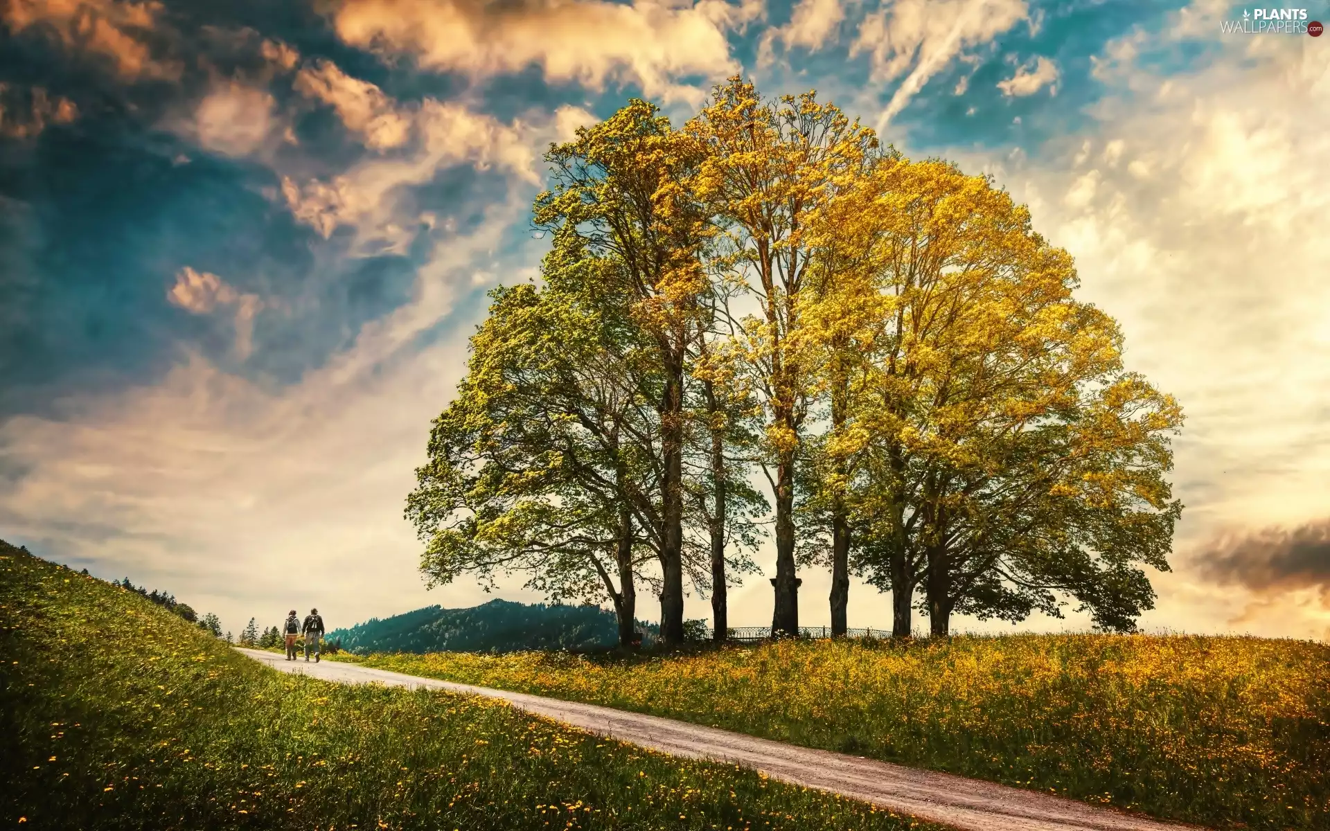 viewes, clouds, Way, trees, field