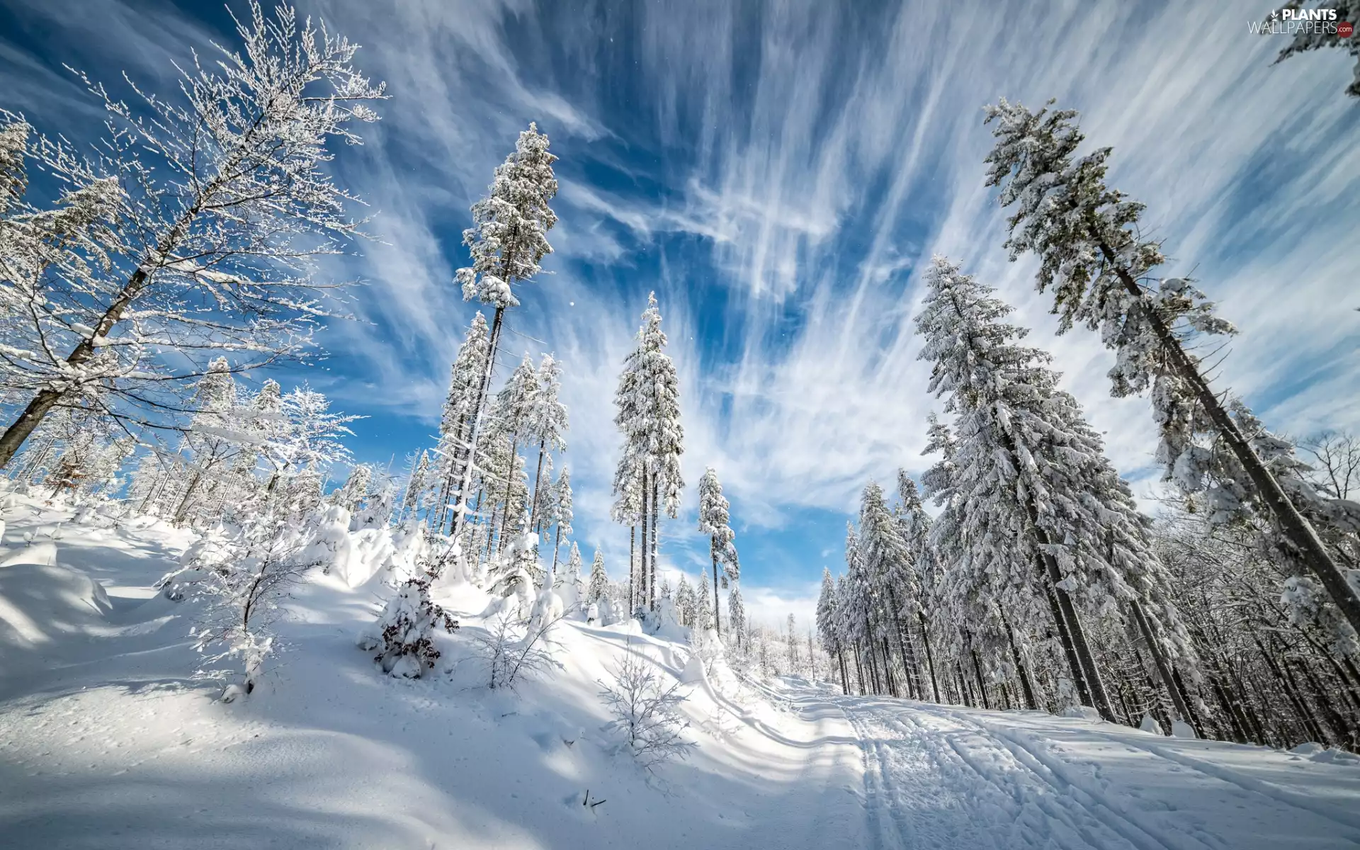 trees, winter, Sky, clouds, viewes, Way