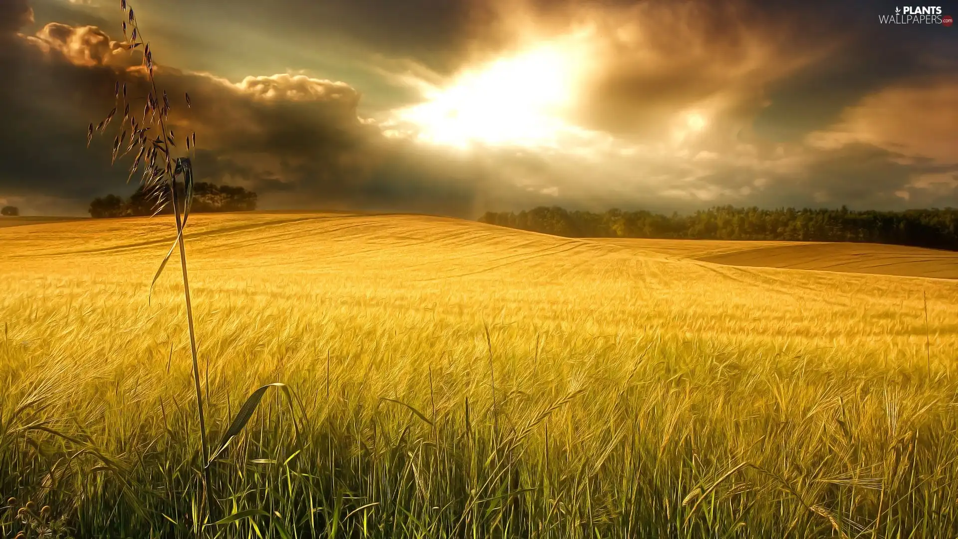 clouds, Field, wheat