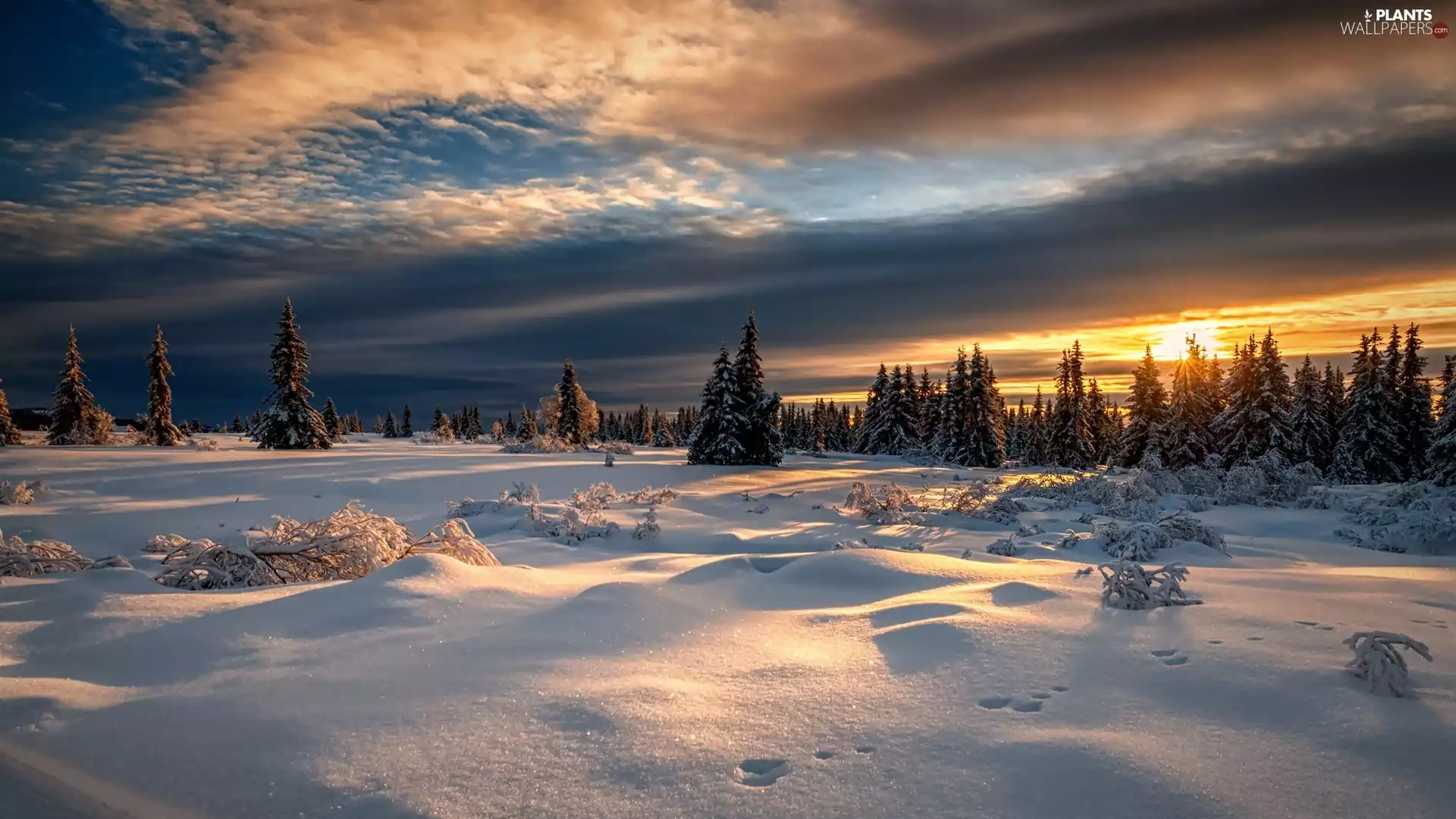 winter, forest, Spruces, clouds