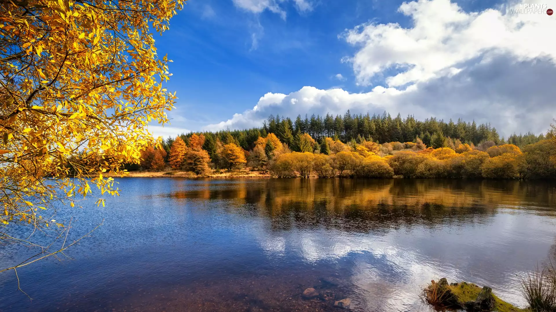 trees, lake, autumn, clouds, viewes, Yellowed