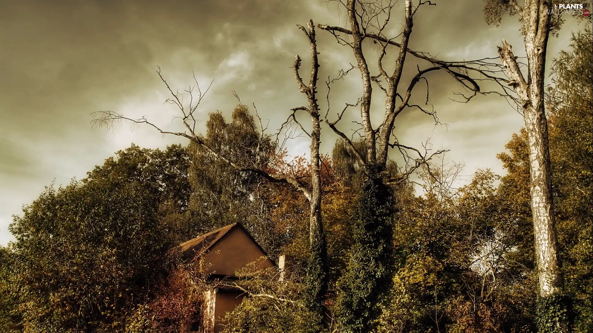 trees, overgrown, cloudy, Sky, viewes, house