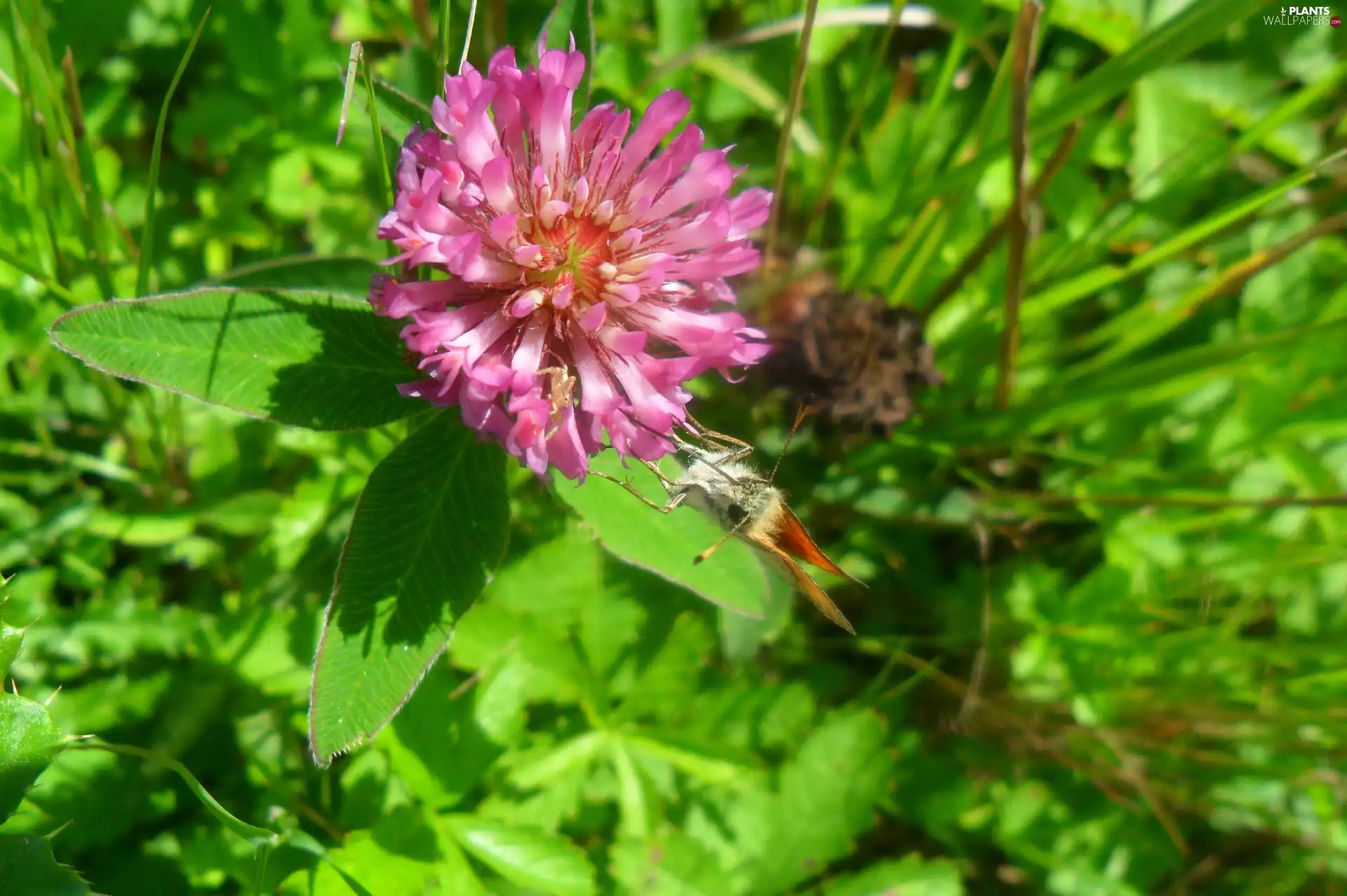 Meadow, clover, butterfly, Colourfull Flowers