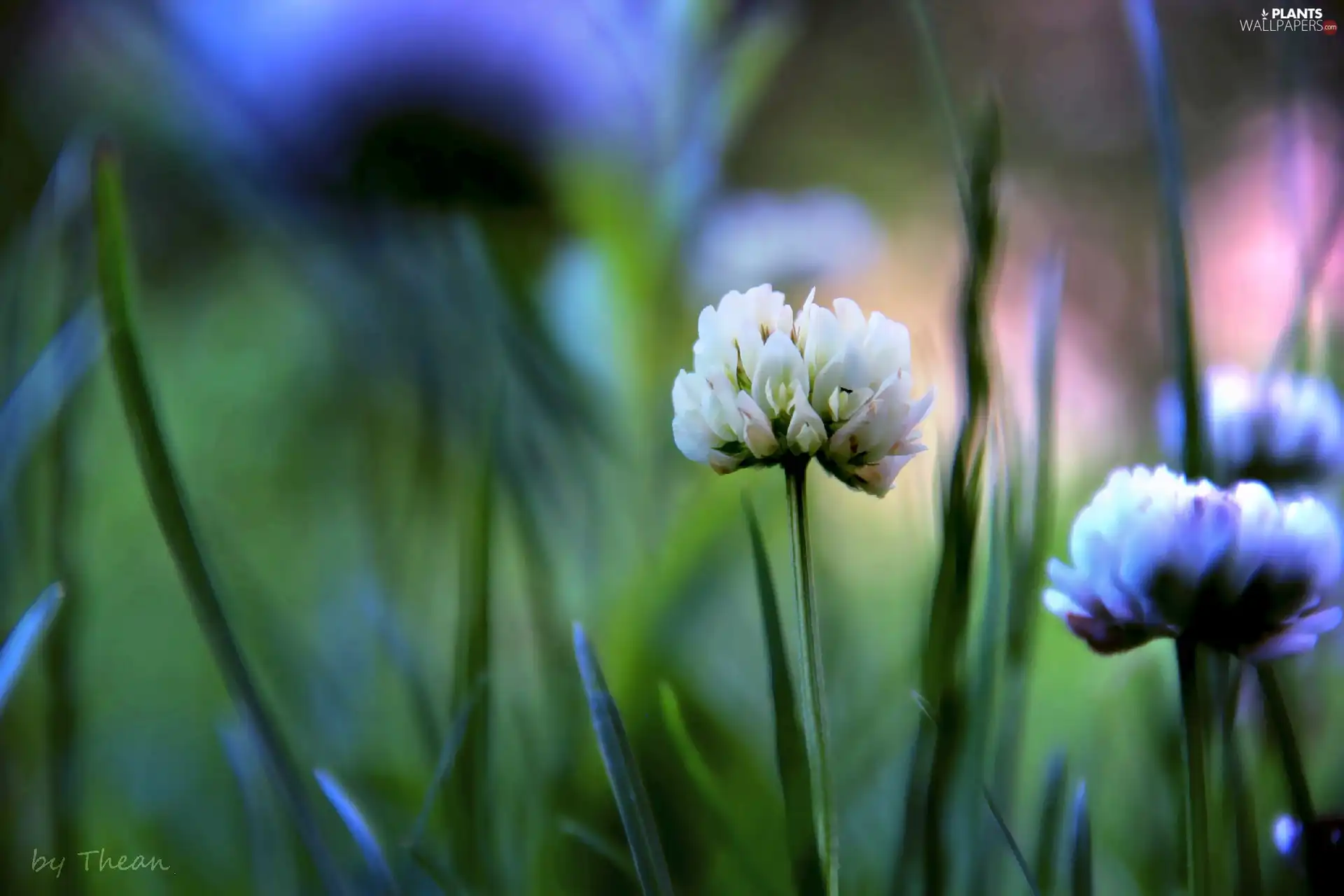 Flowers, clover