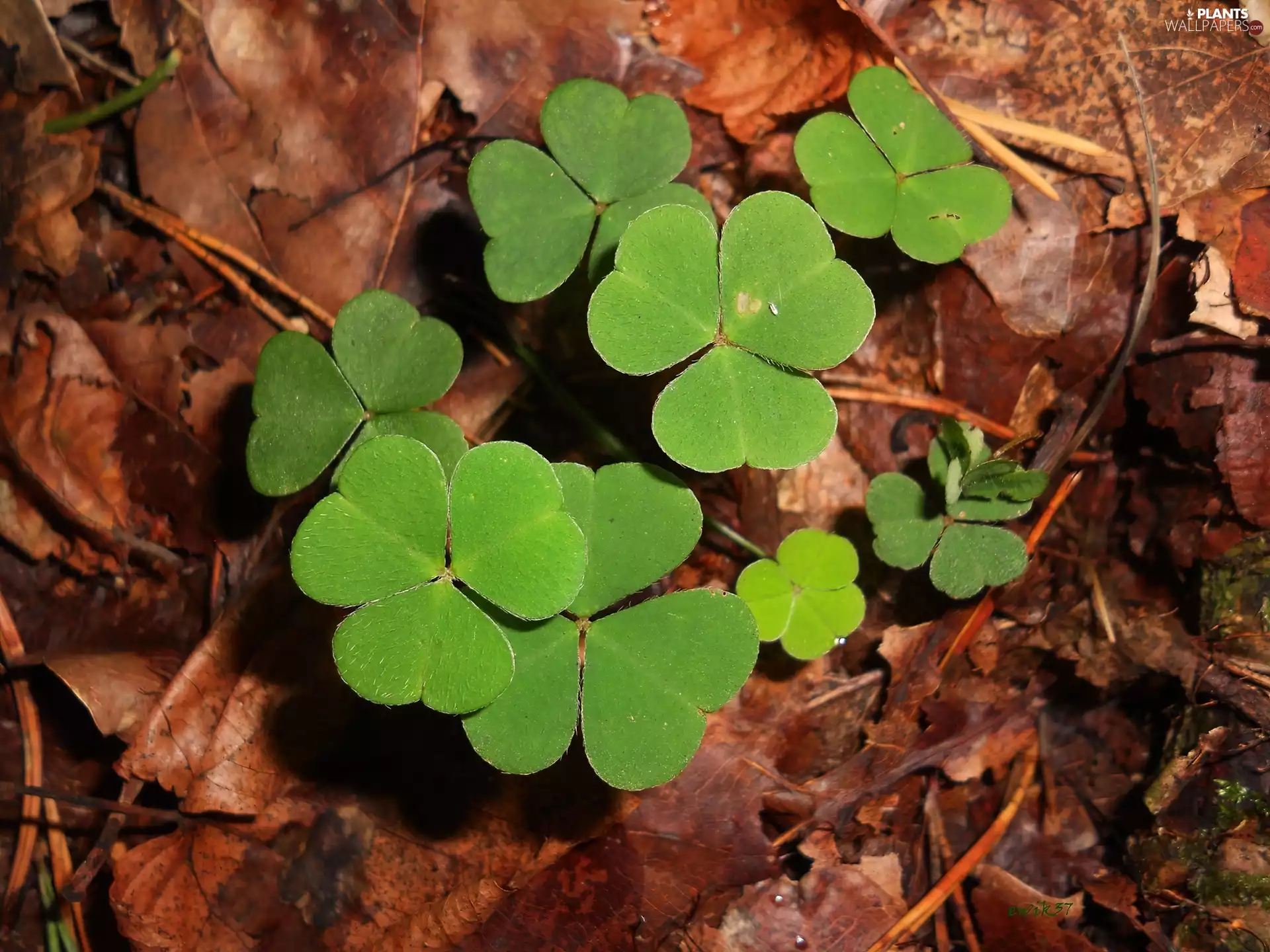 forest, litter, forest, clover