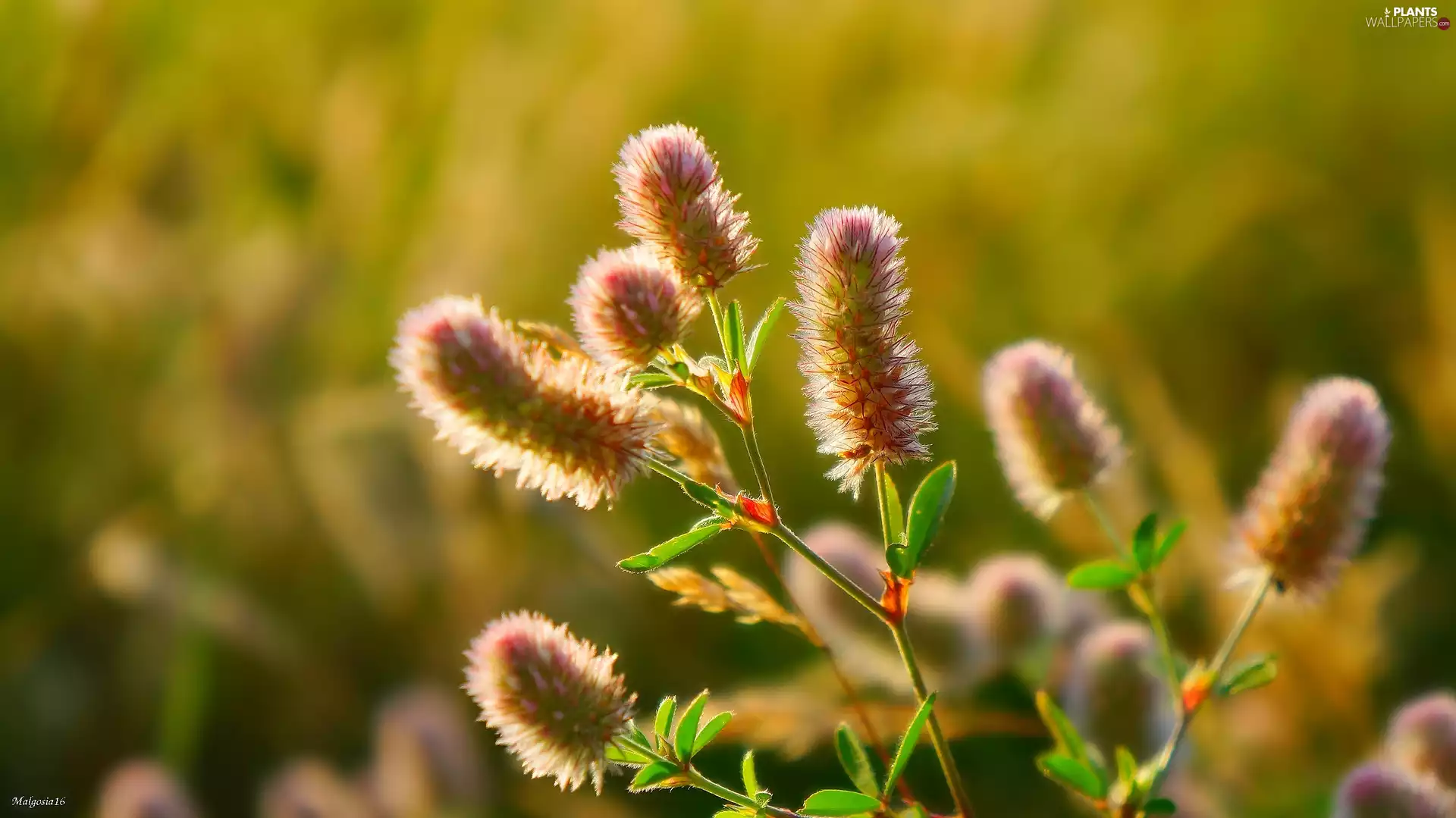 Rabbitfoot Clover, frayed, inflorescences, Longitudinal