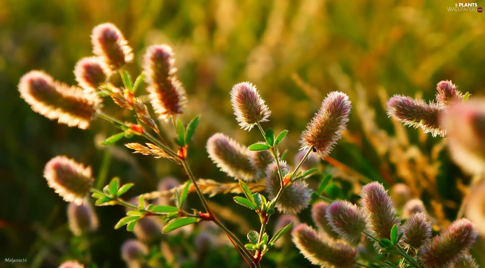 Rabbitfoot Clover, frayed, inflorescences, Longitudinal