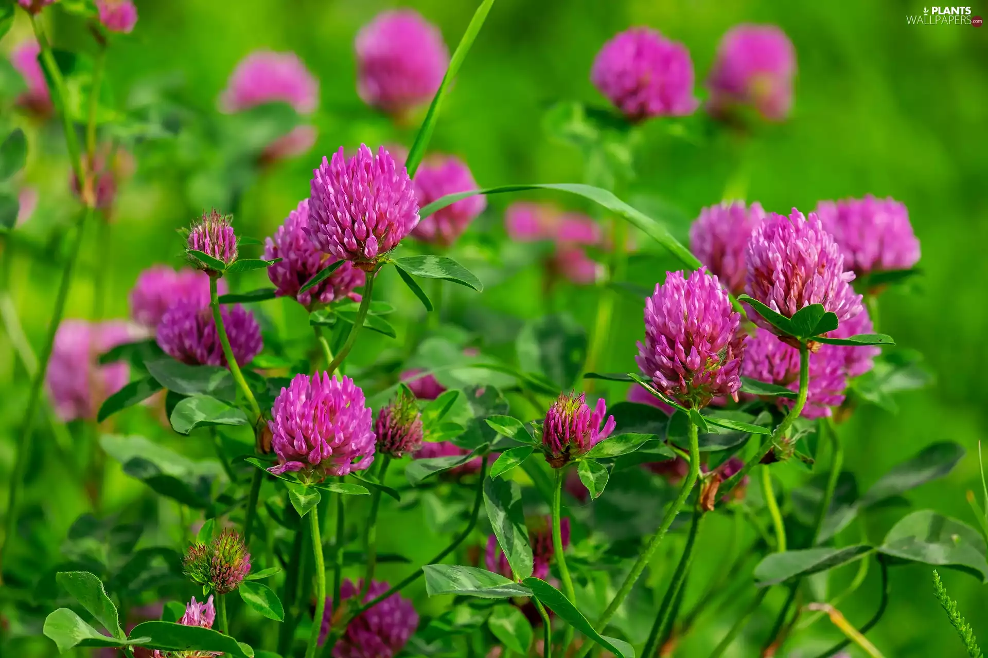 blurry background, Red Clover, red hot