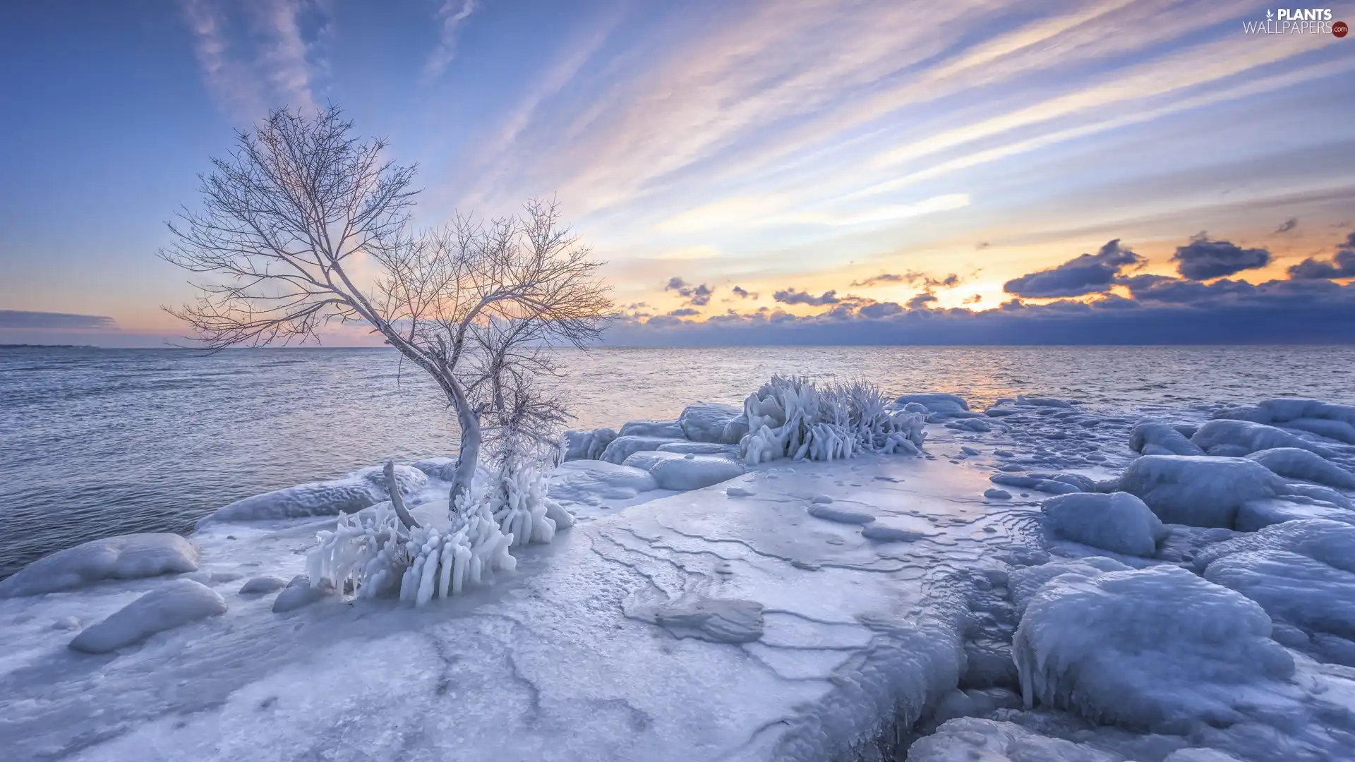 trees, sea, clouds, coast, winter, Icecream, Sunrise