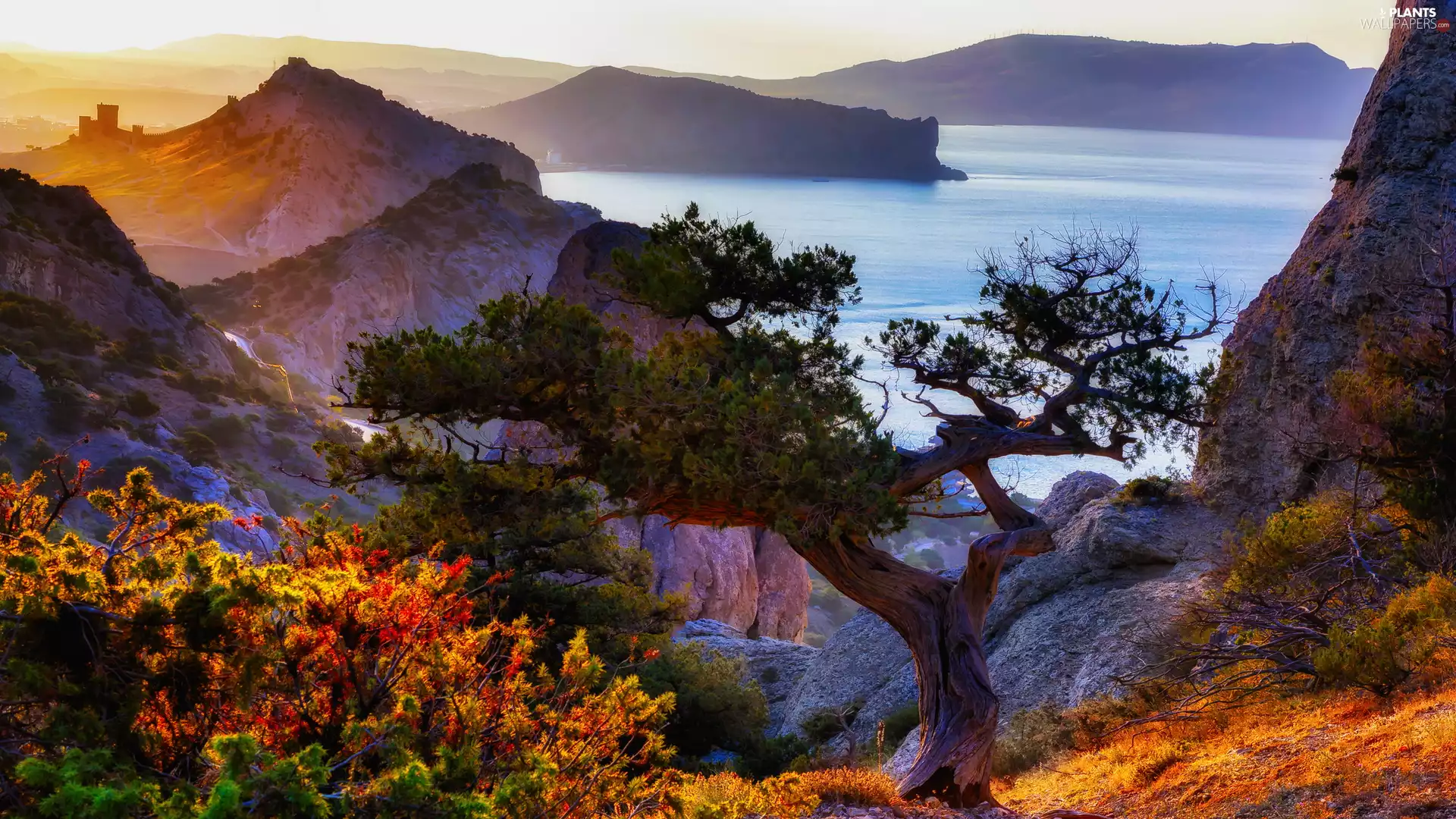 Coast, Black Sea, Mountains, rocks, Plants, Crimea, pine, color, trees