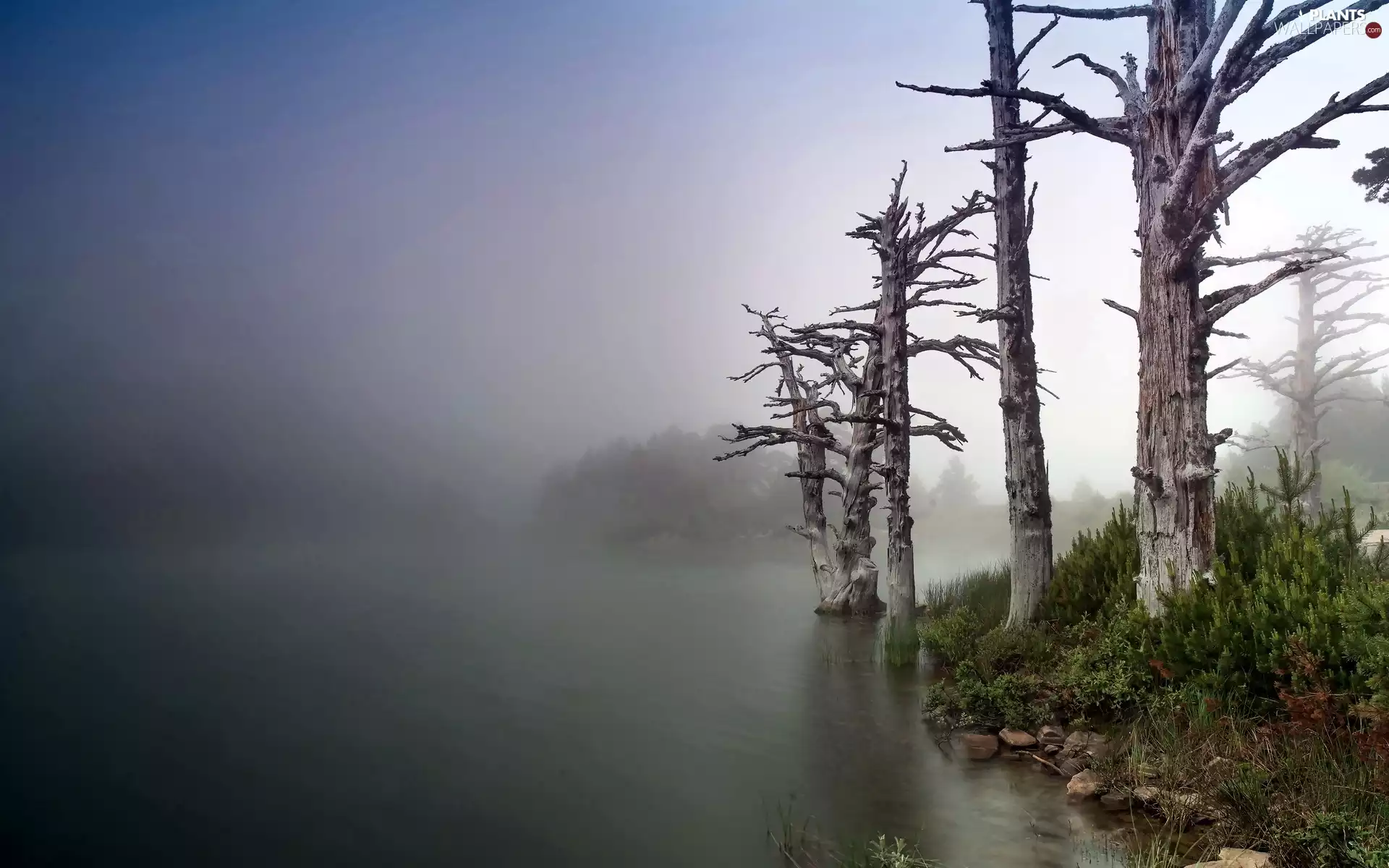 Fog, coast, Dry Trees, lake