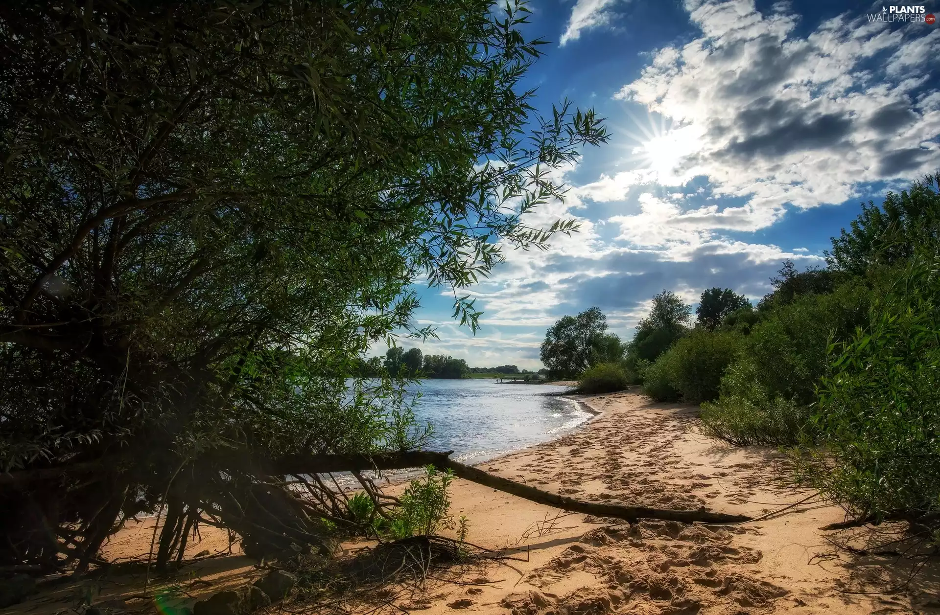 coast, Schleswig-Holstein, trees, River Elbe, Germany, Sand, viewes