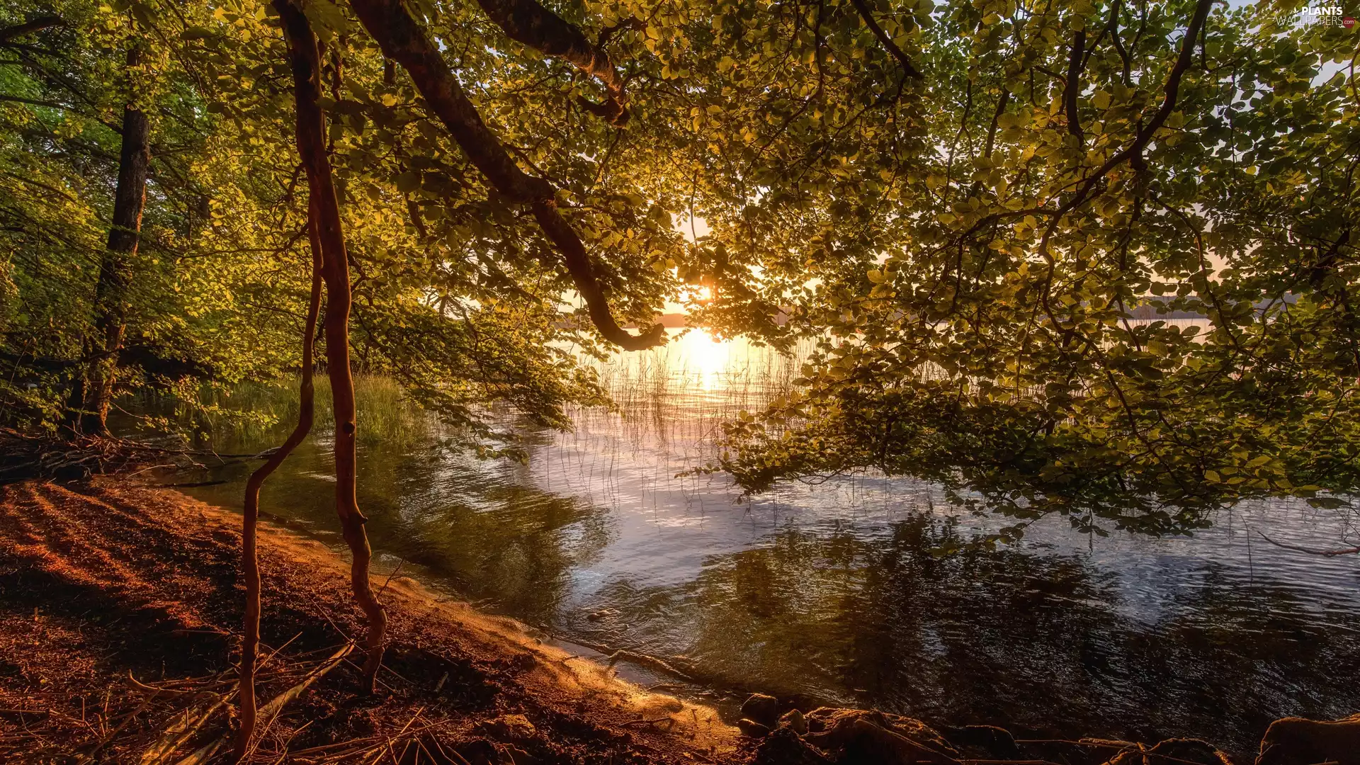 lake, trees, morning, coast