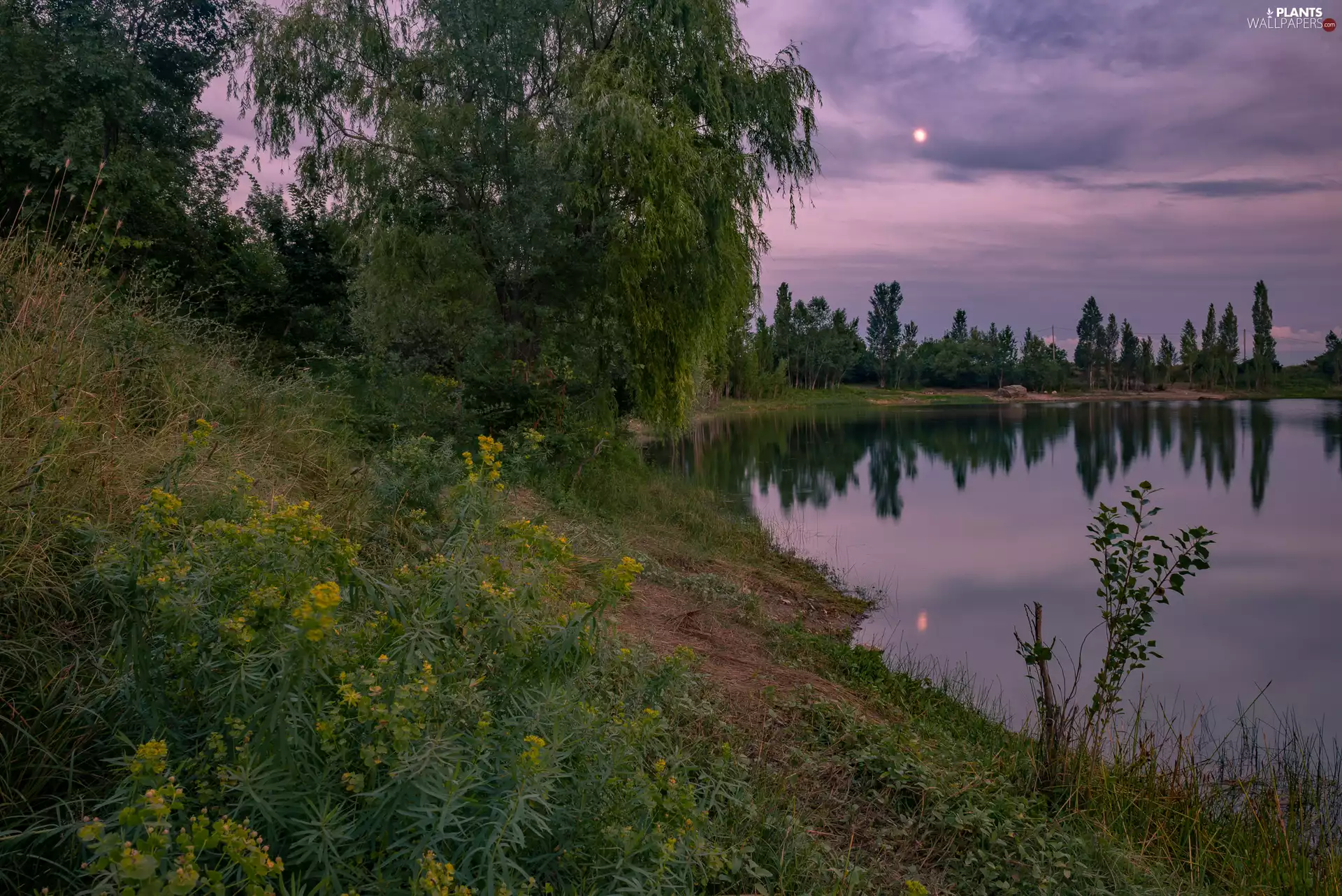 trees, viewes, moon, Flowers, Night, forest, lake, coast