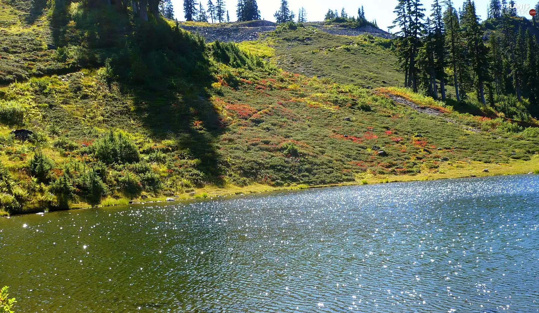 River, trees, viewes, coast