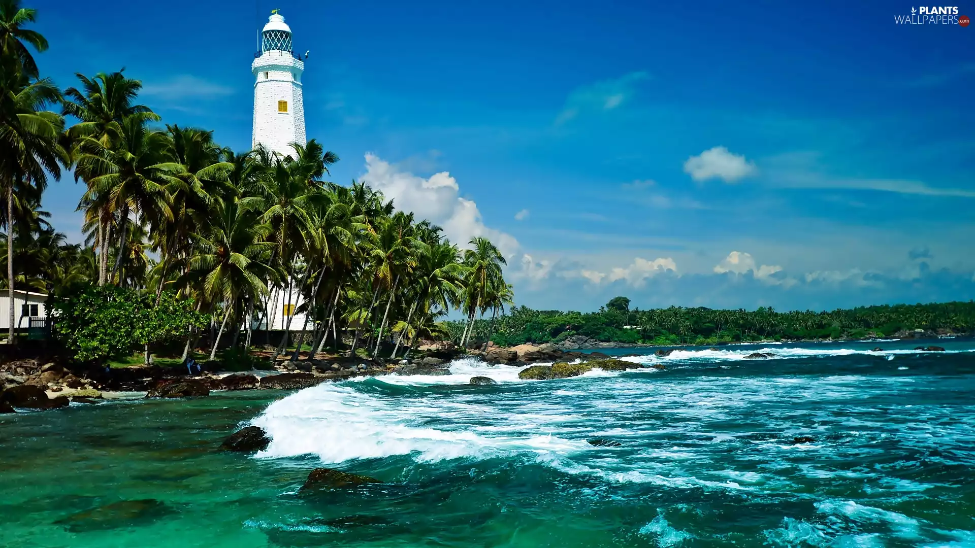 sea, Palms, Lighthouses, Coast