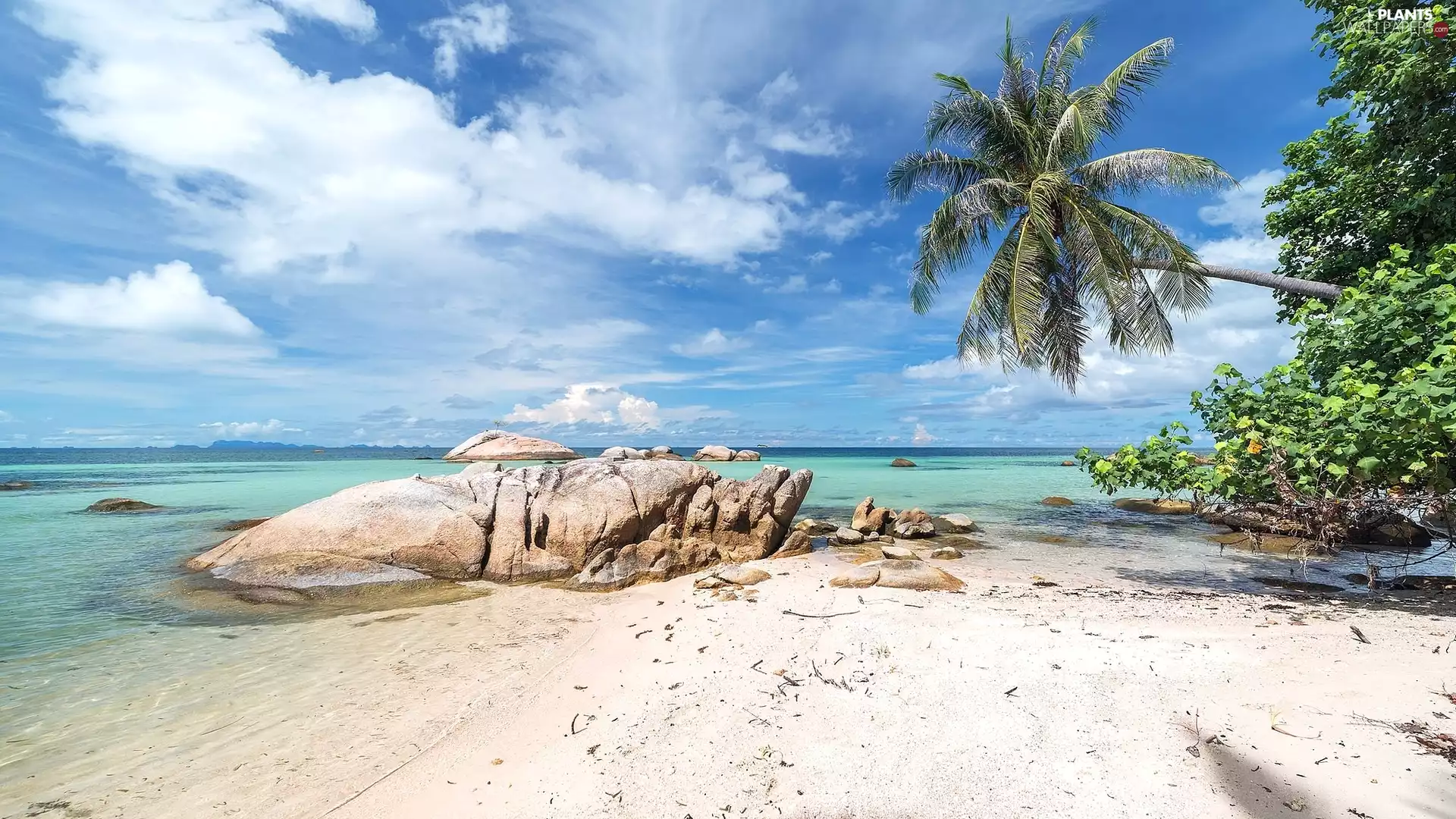 sea, Stones, Palm, coast