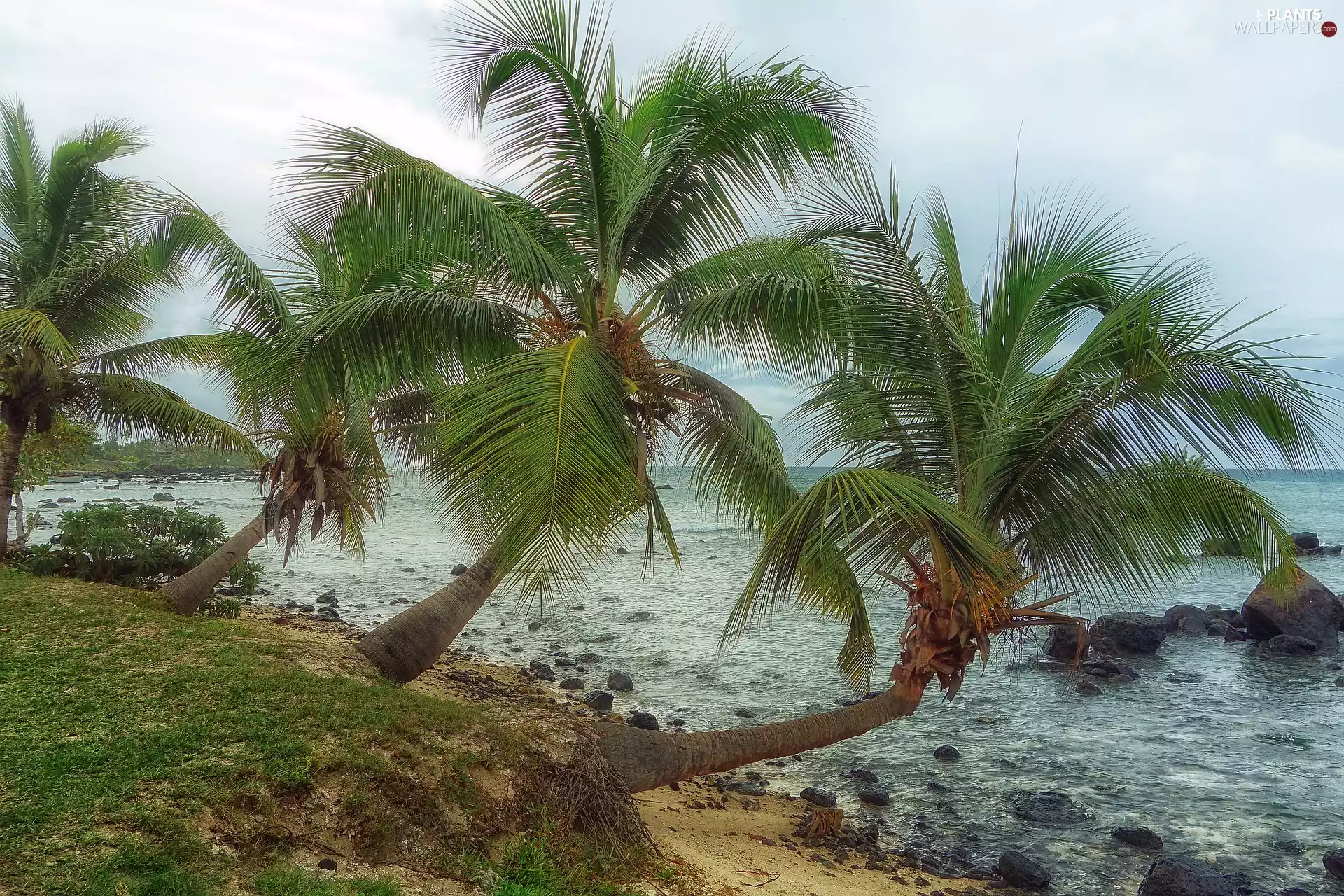 coast, Palms, sea