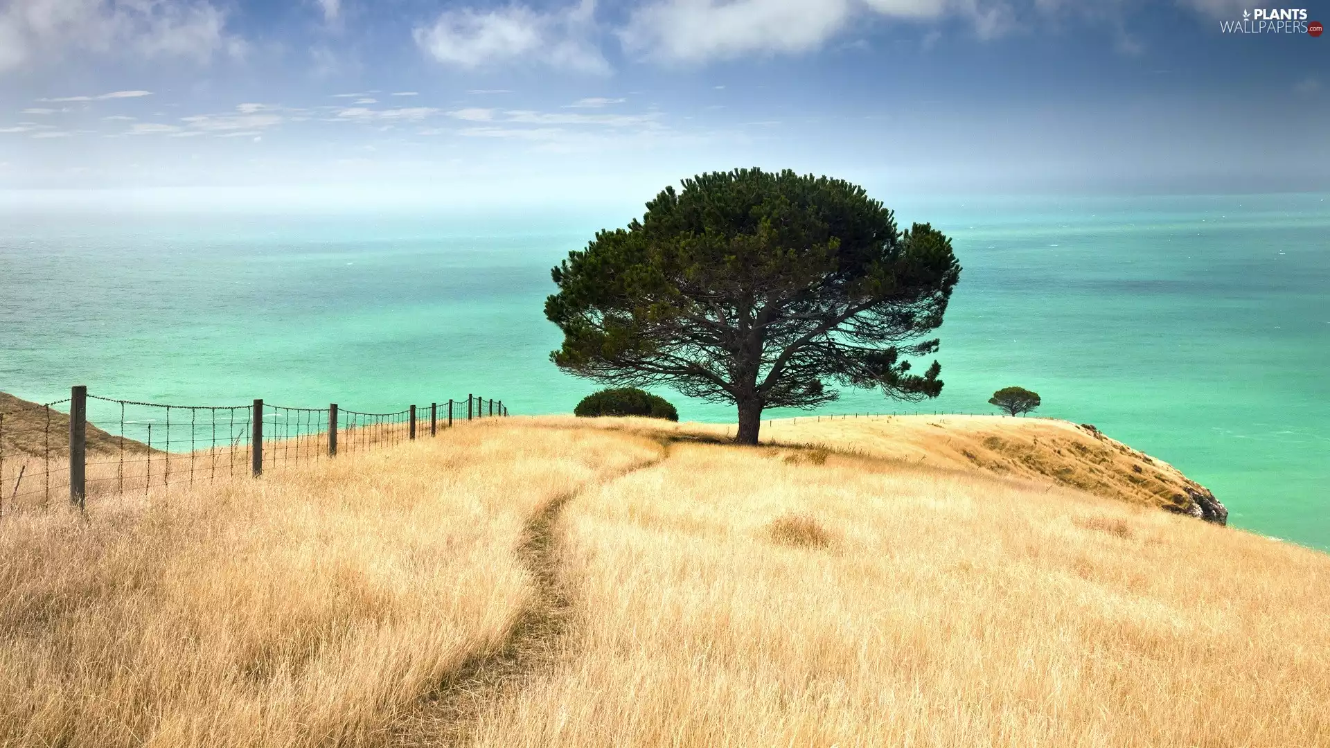 sea, trees, Sky, Coast