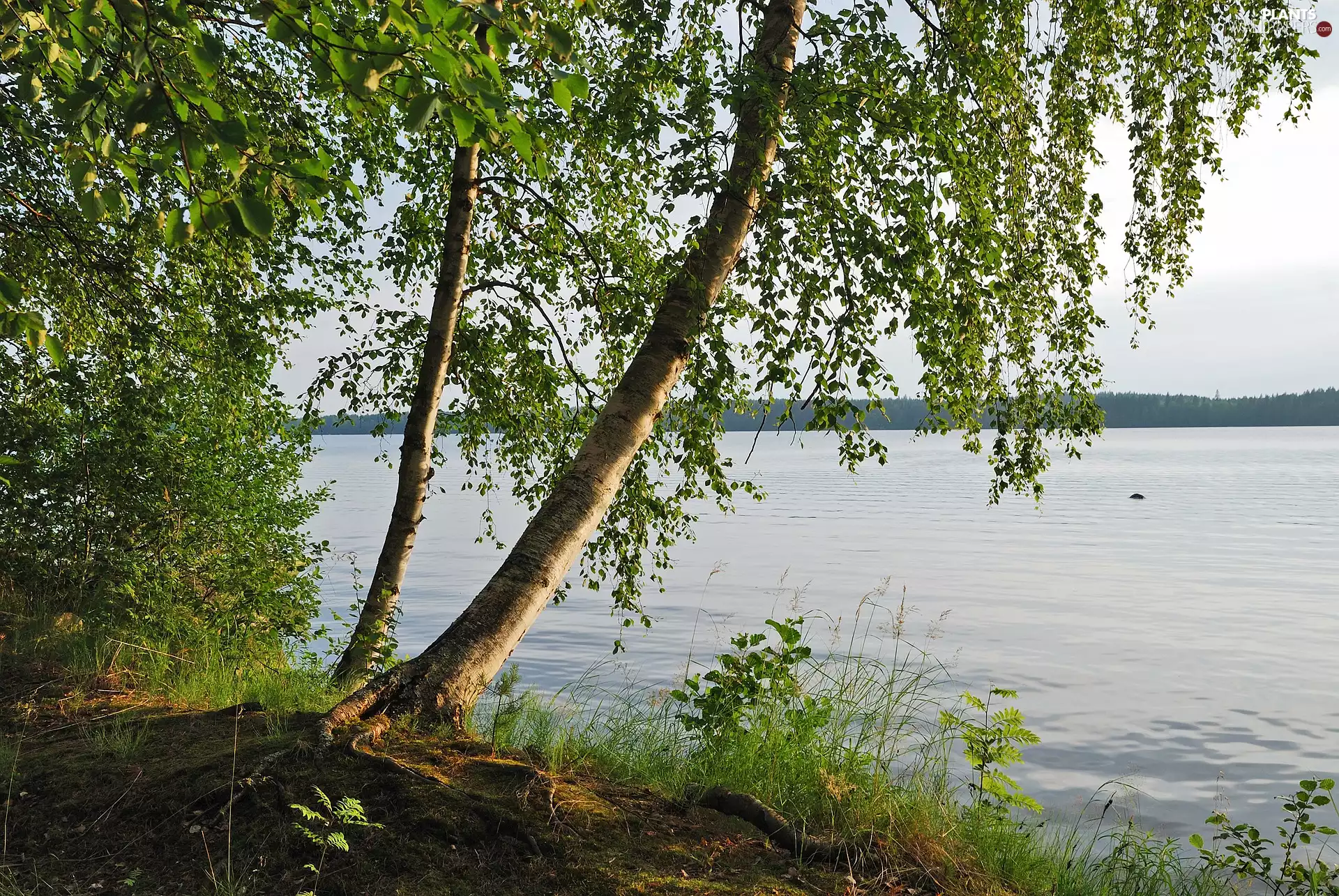 viewes, lake, grass, coast, birch, trees