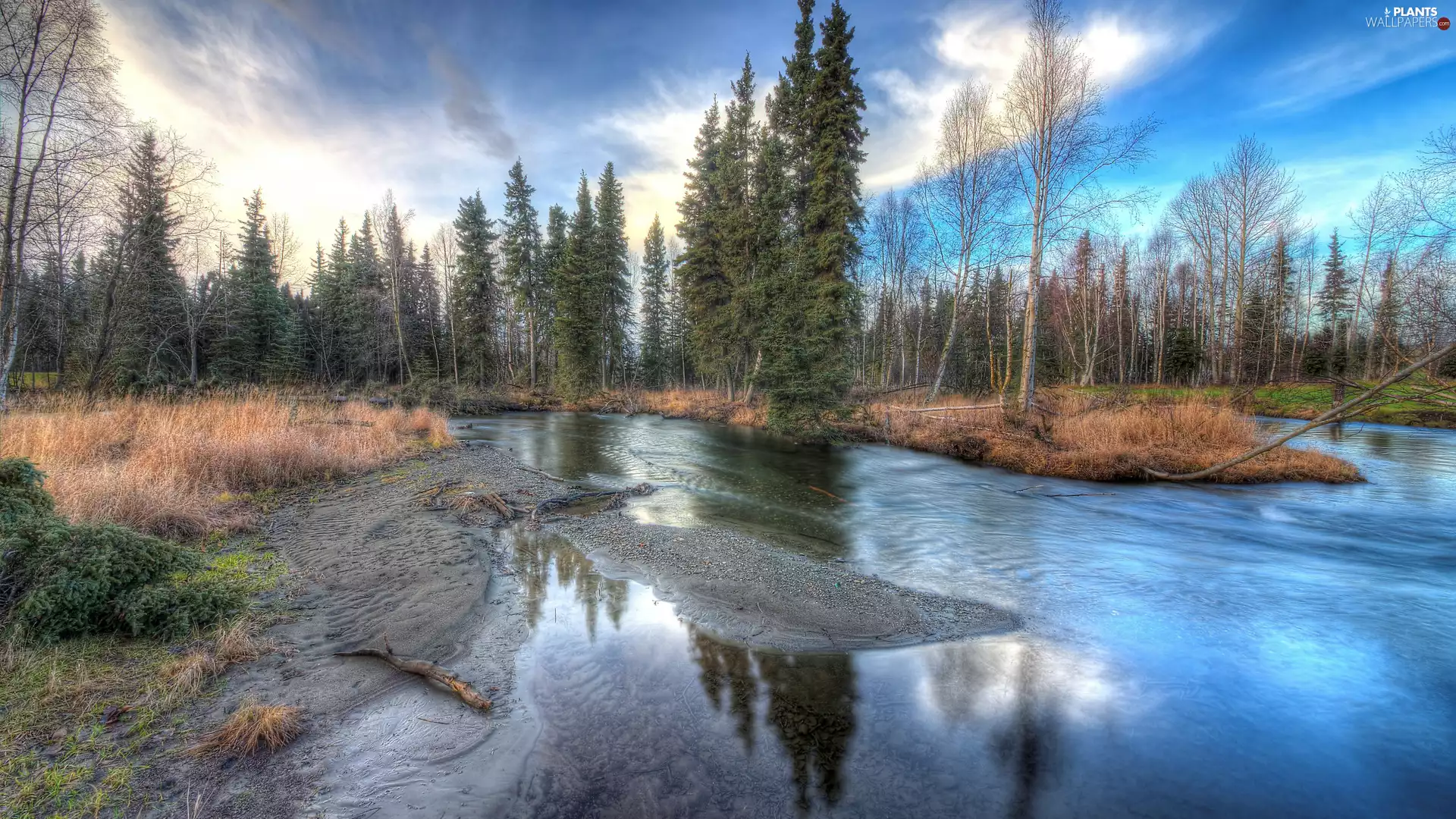 viewes, River, grass, coast, dry, trees