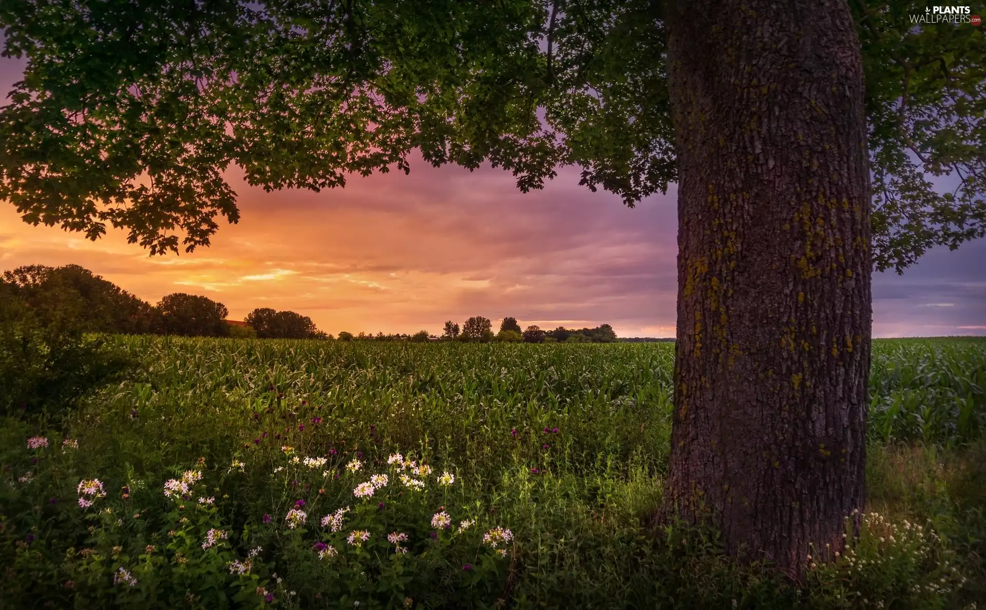 Great Sunsets, Field, viewes, Flowers, trees, corn-cob