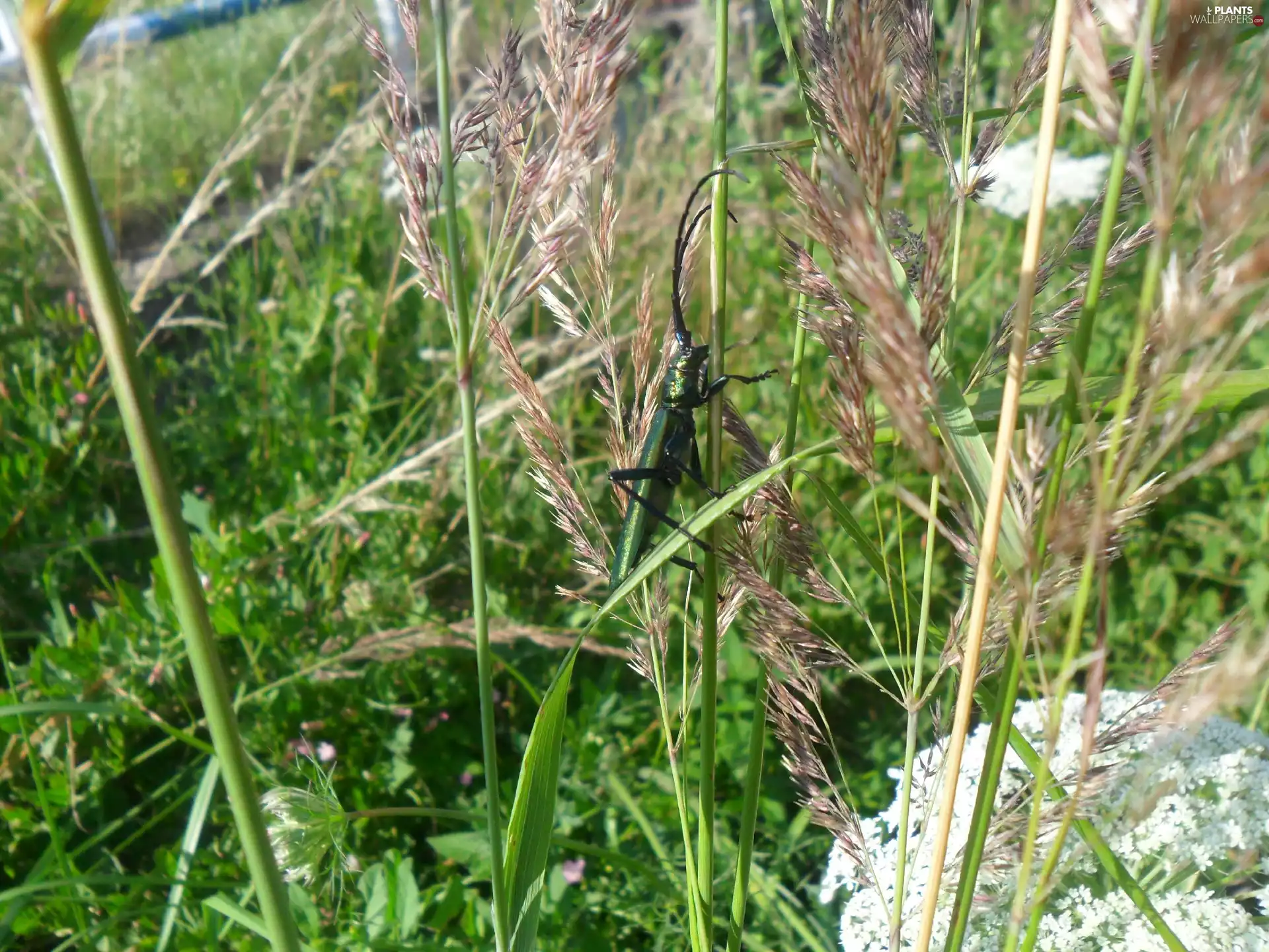 cockchafer, blades, grass
