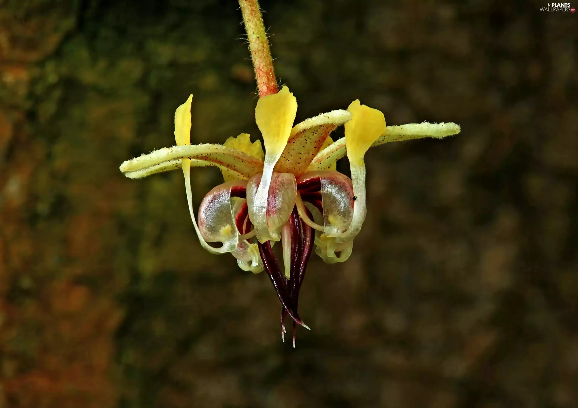 proper, Colourfull Flowers, cocoa