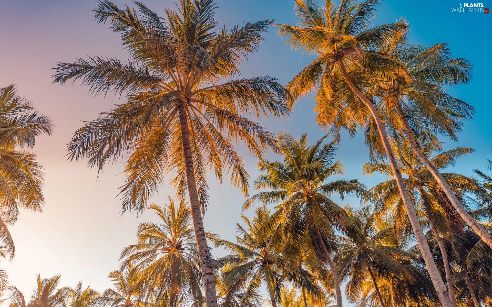 Palms, blue, Sky, coconut